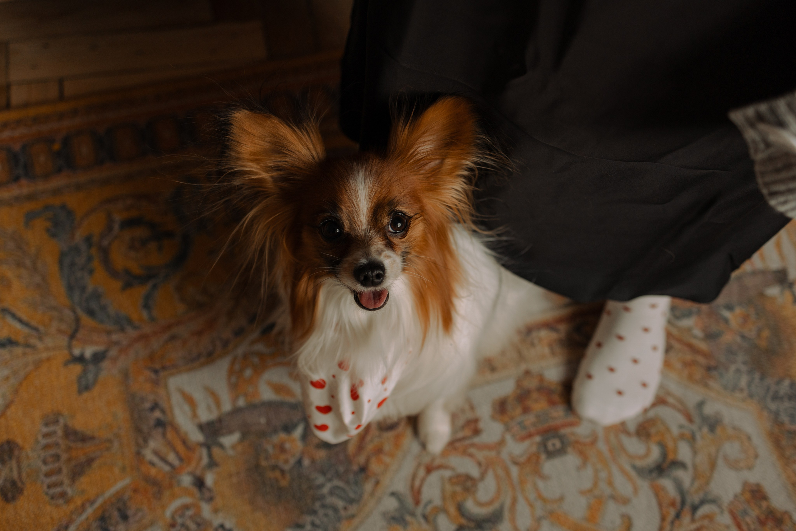 Женя и Брю. Фотограф — Анималист | Санкт-Петербург