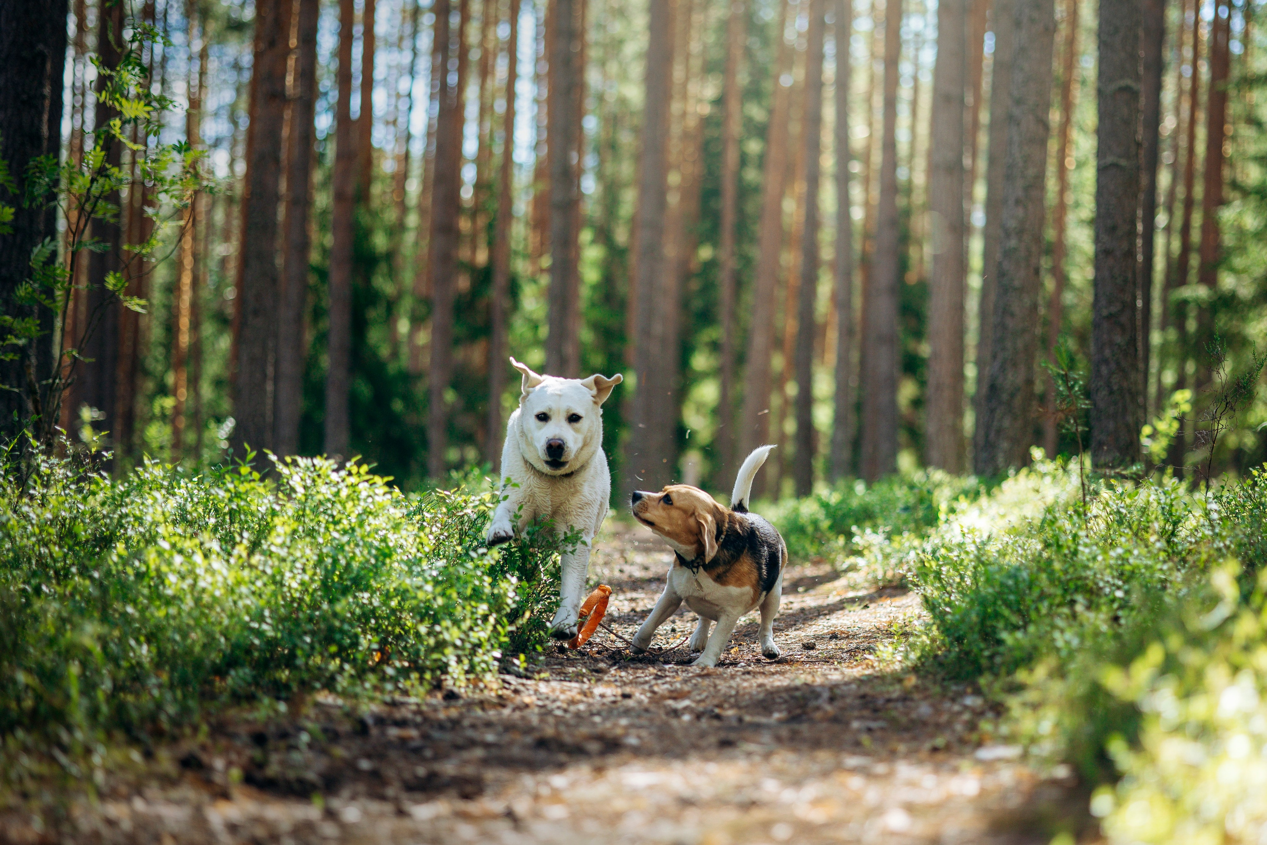 Котофеи и их семья. Фотограф — Анималист | Санкт-Петербург