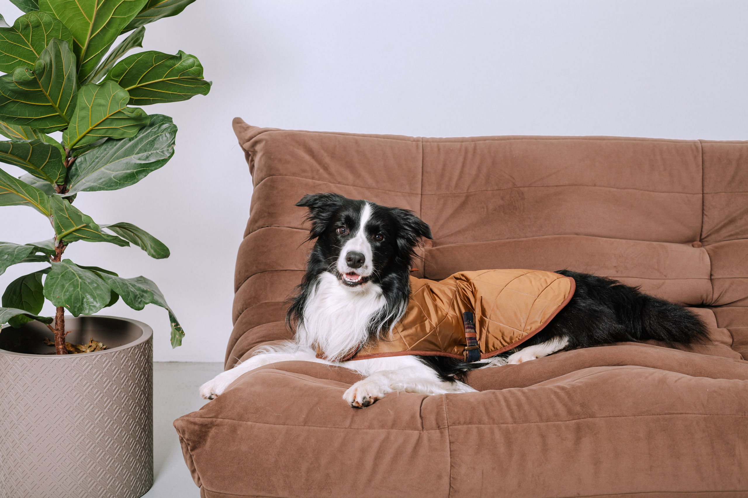 Съемка для бренда TEDDYBOY. Фотограф-анималист Татьяна Степанова