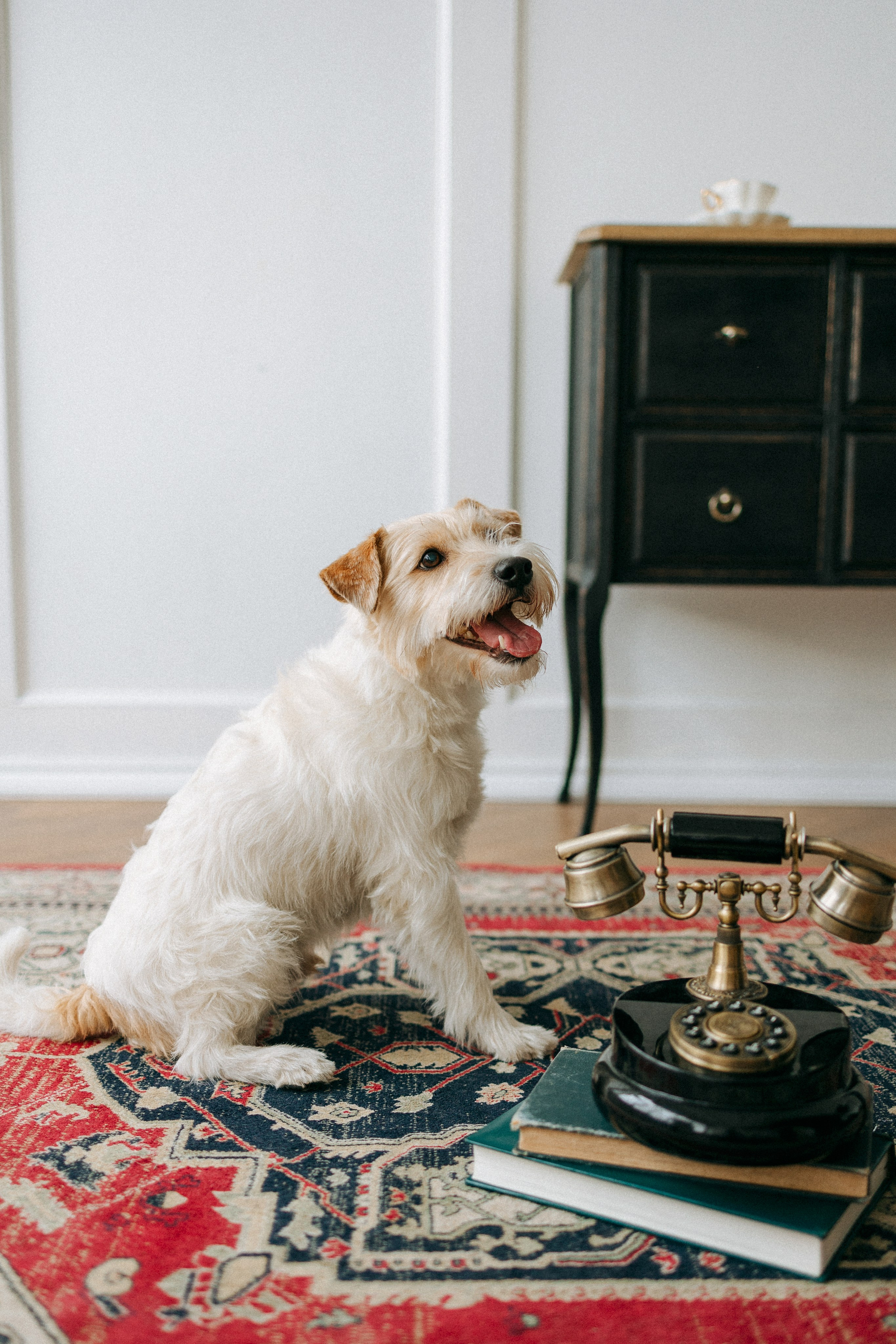 Цунами, Теон и Женя. Фотограф анималист Анастасия Пикей