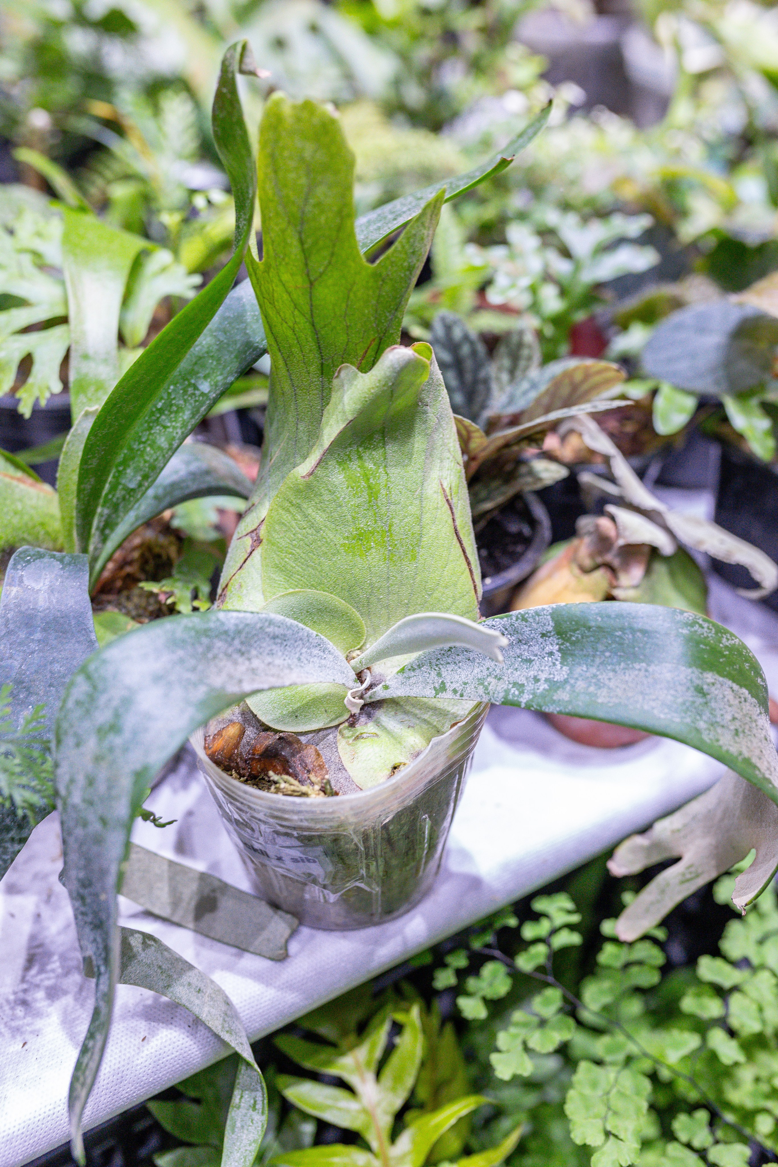 Орхидиум 12.2025. Александра Куликова фотограф, Москва