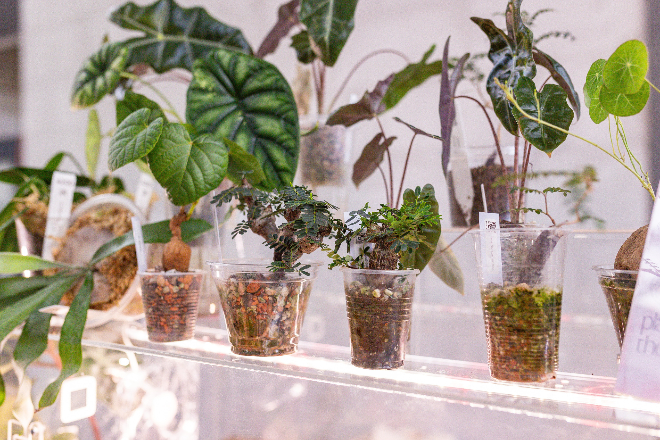 Ярмарка Green Rare 20.09.25. Александра Куликова фотограф, Москва