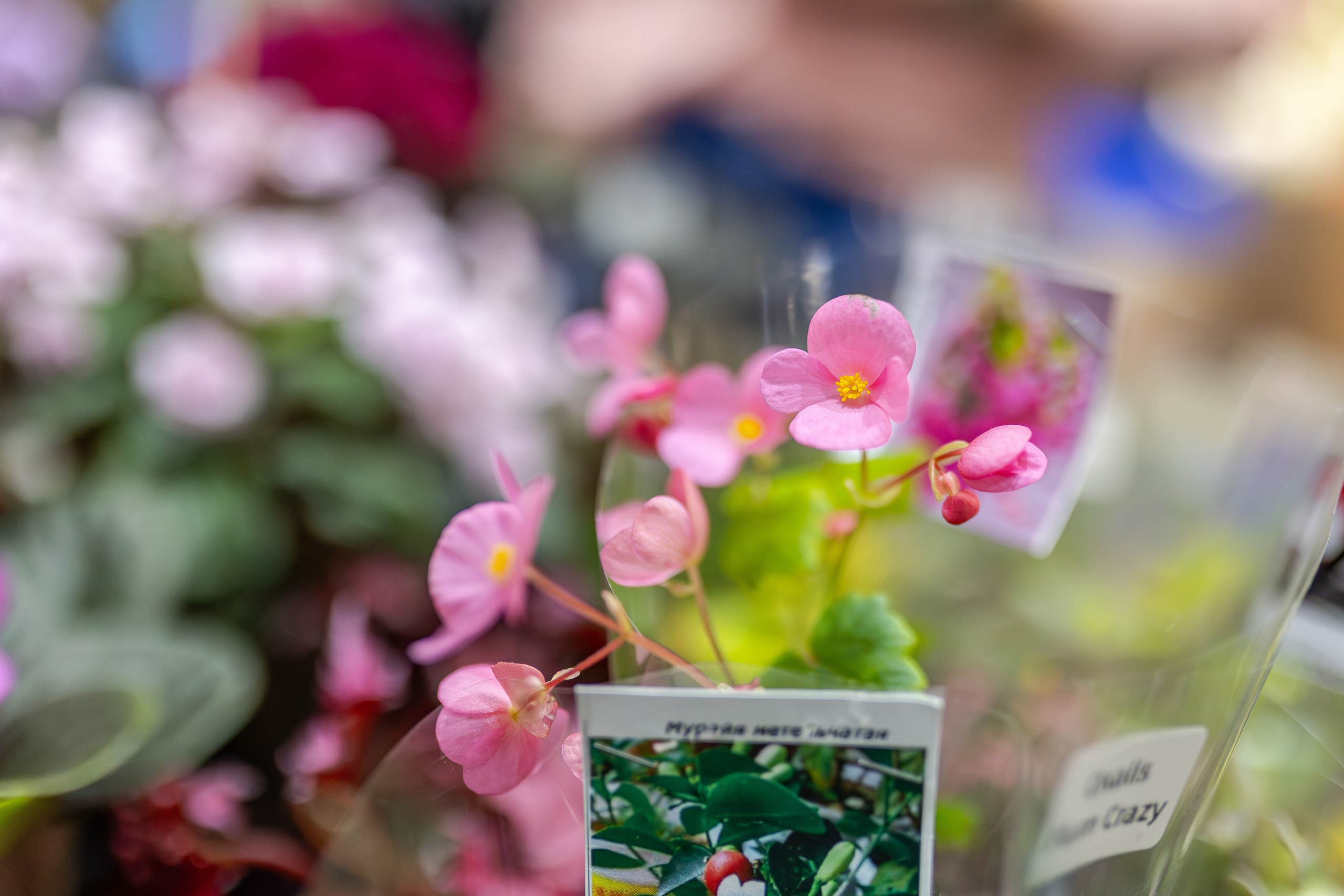 Монстериум апрель 2026. Александра Куликова фотограф, Москва