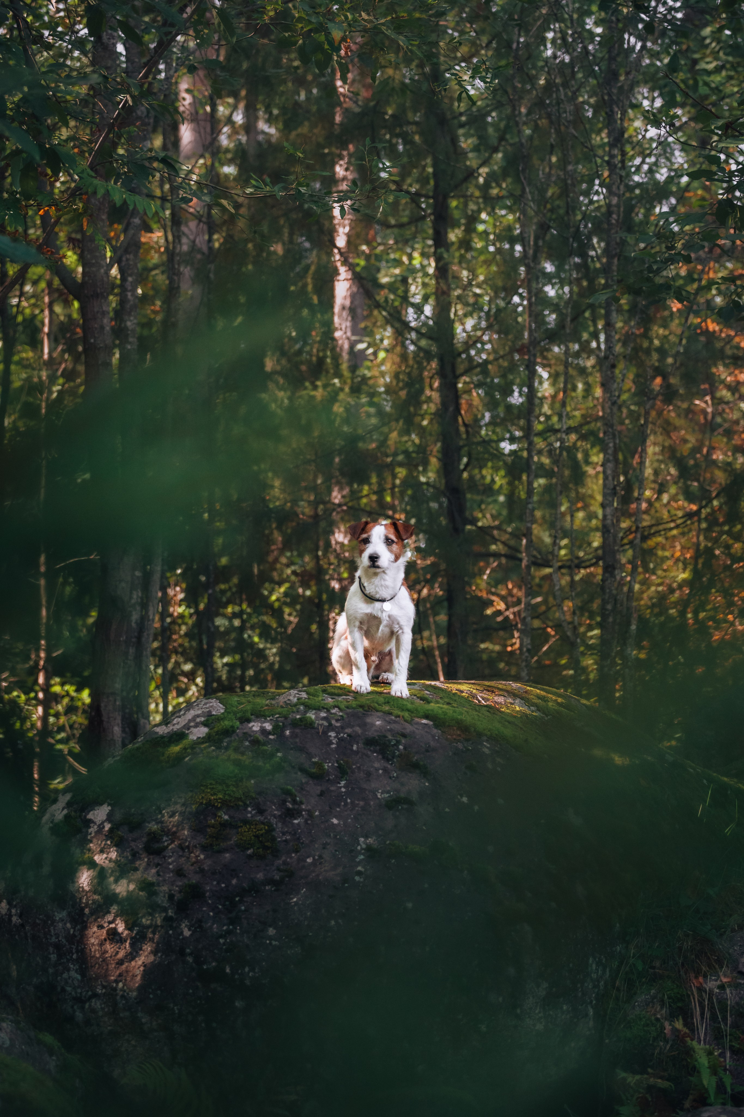 Фотопрогулка в Ленобласти. Фотограф-анималист Татьяна Степанова