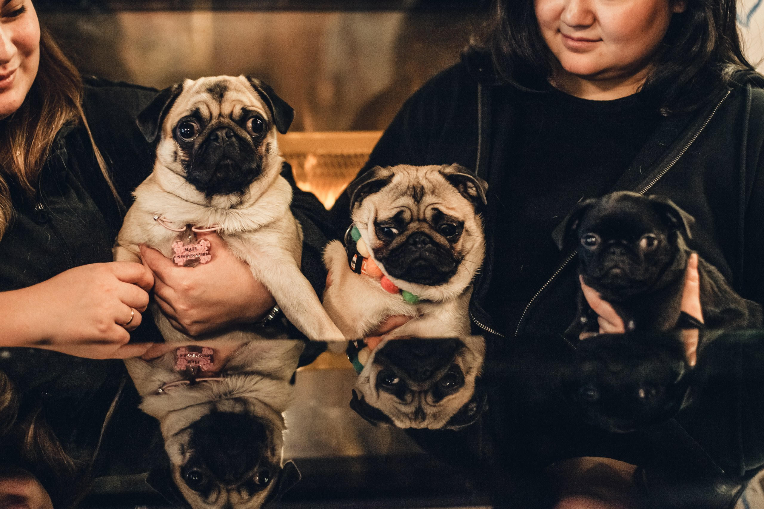 Мопсовстреча 02.12.2023. Фотограф-анималист Татьяна Степанова