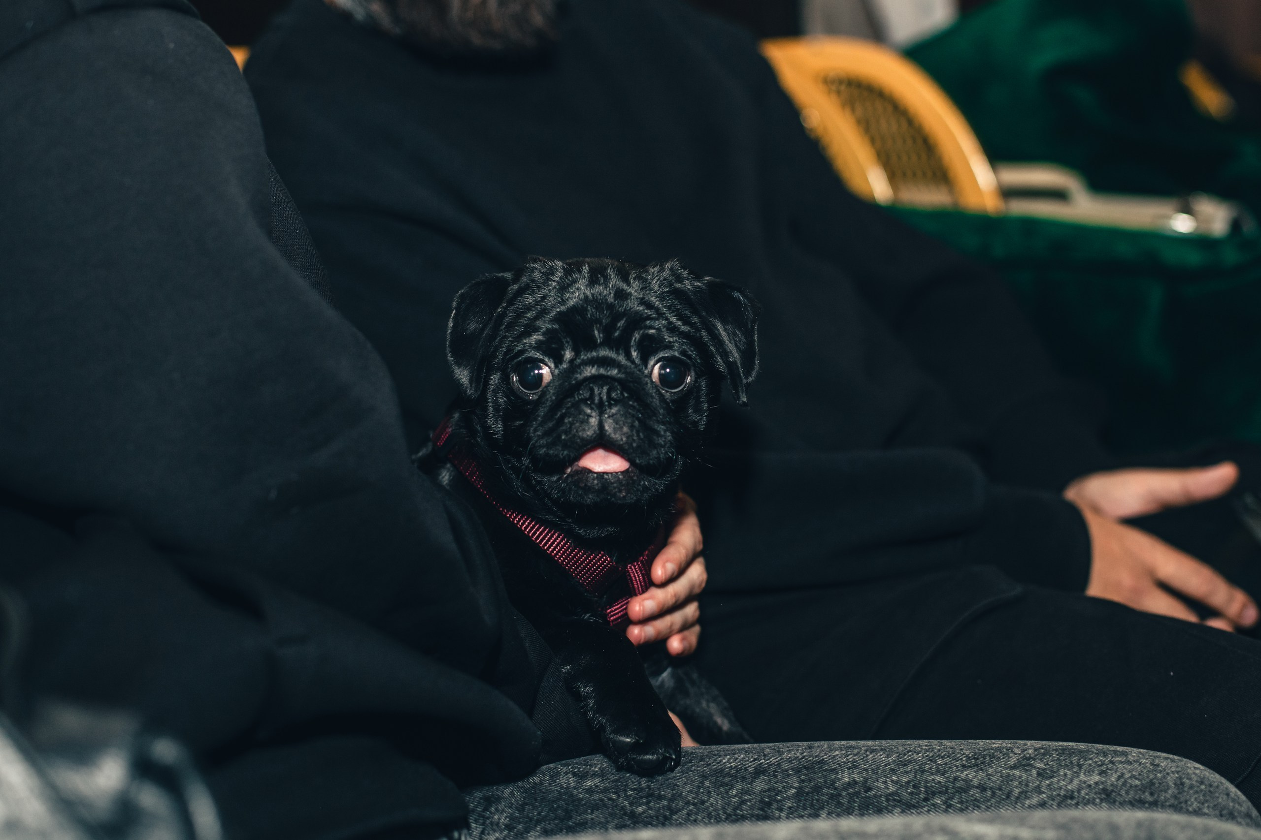 Мопсовстреча 02.12.2023. Фотограф-анималист Татьяна Степанова