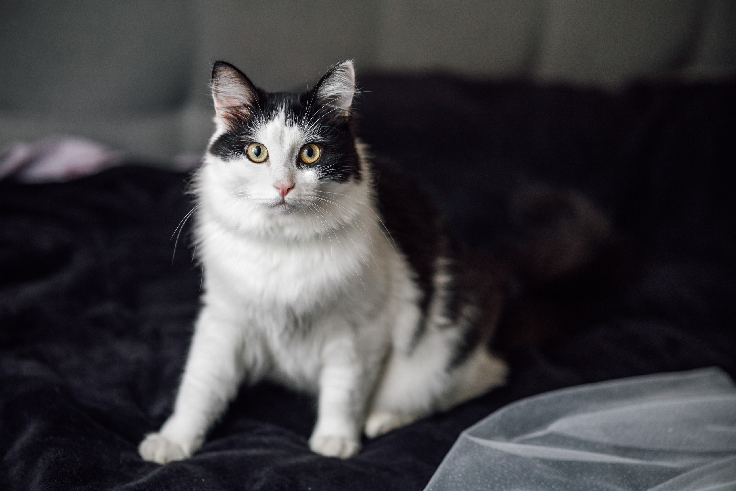 Кирилл & Аделина. Свадебный фотограф Михаил Александров