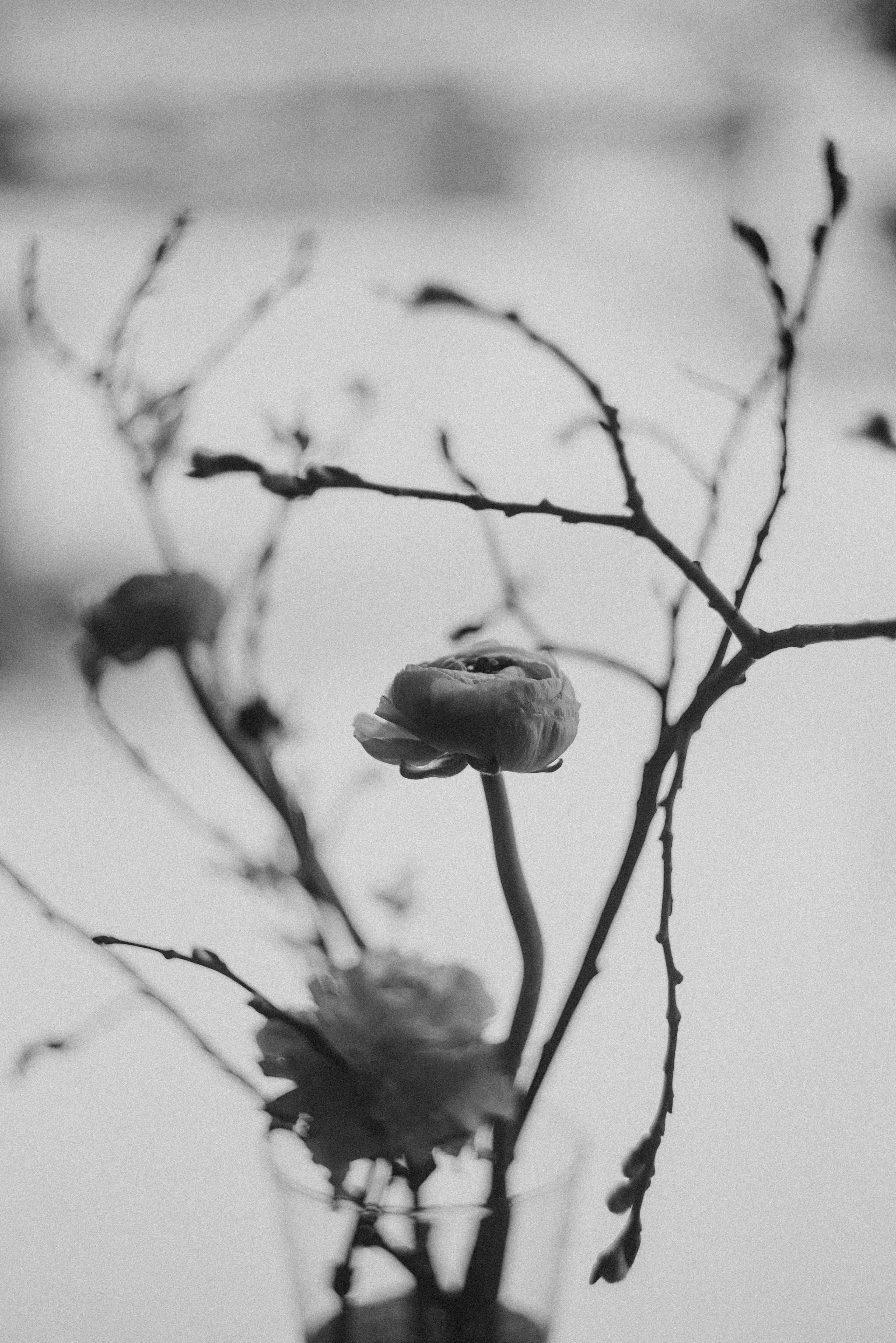 Зимний март. Главная