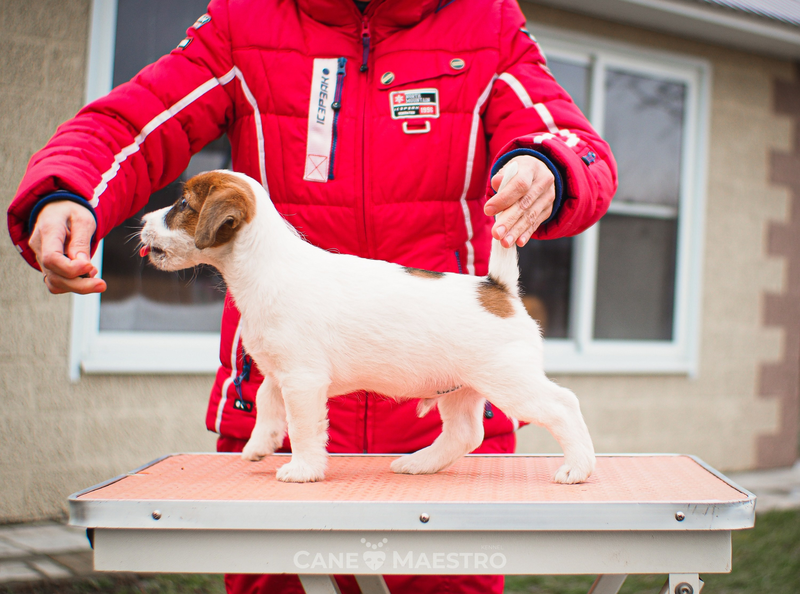 3КОБЛ_СНЕГОВИК. CANE MAESTRO — kennel Jack Russell Terrier