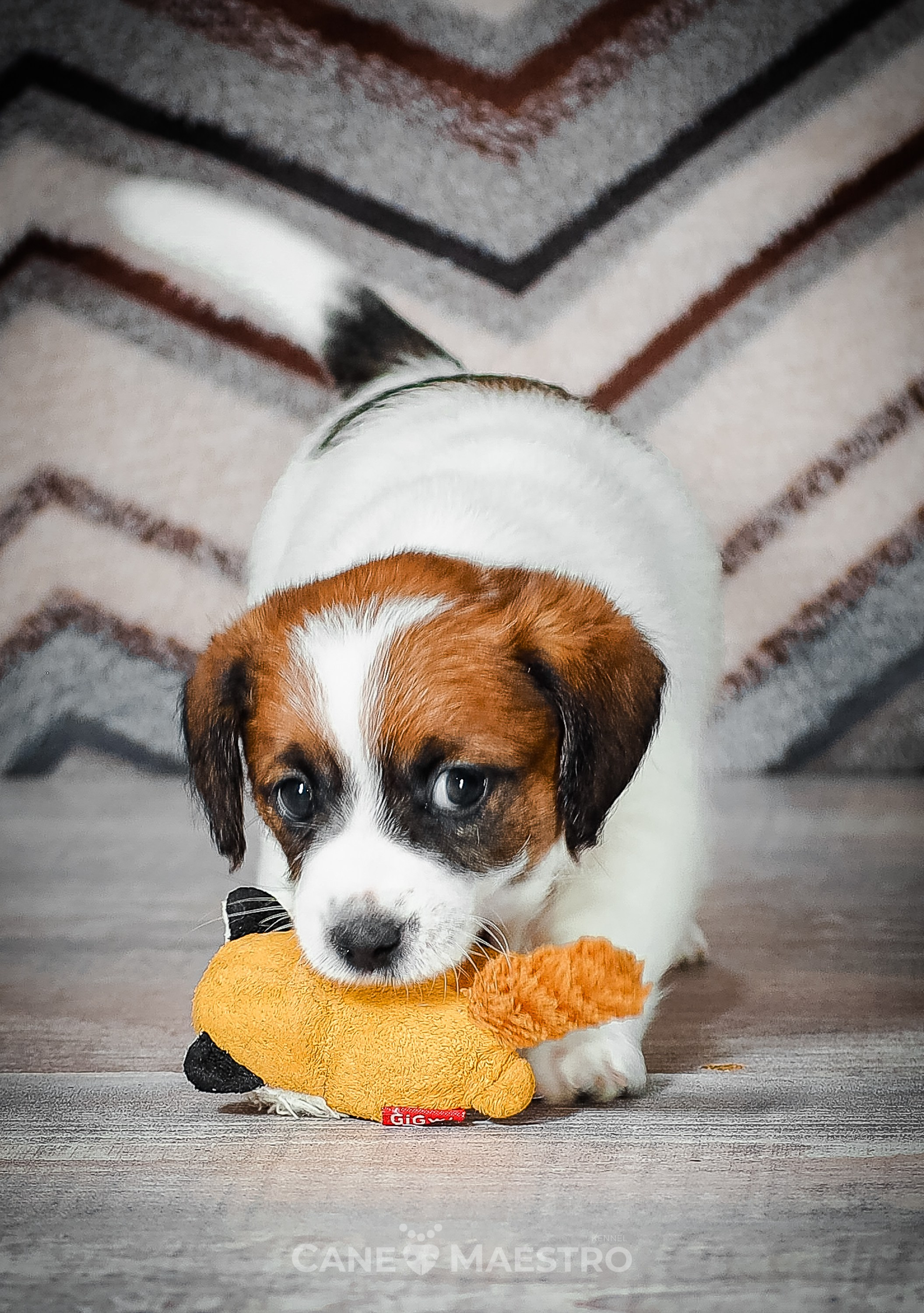 Мальчик 2. Кобель бело-рыжий. Джек рассел терьер щенок. КАНЕ МАЭСТРО — питомник Джек рассел терьеров