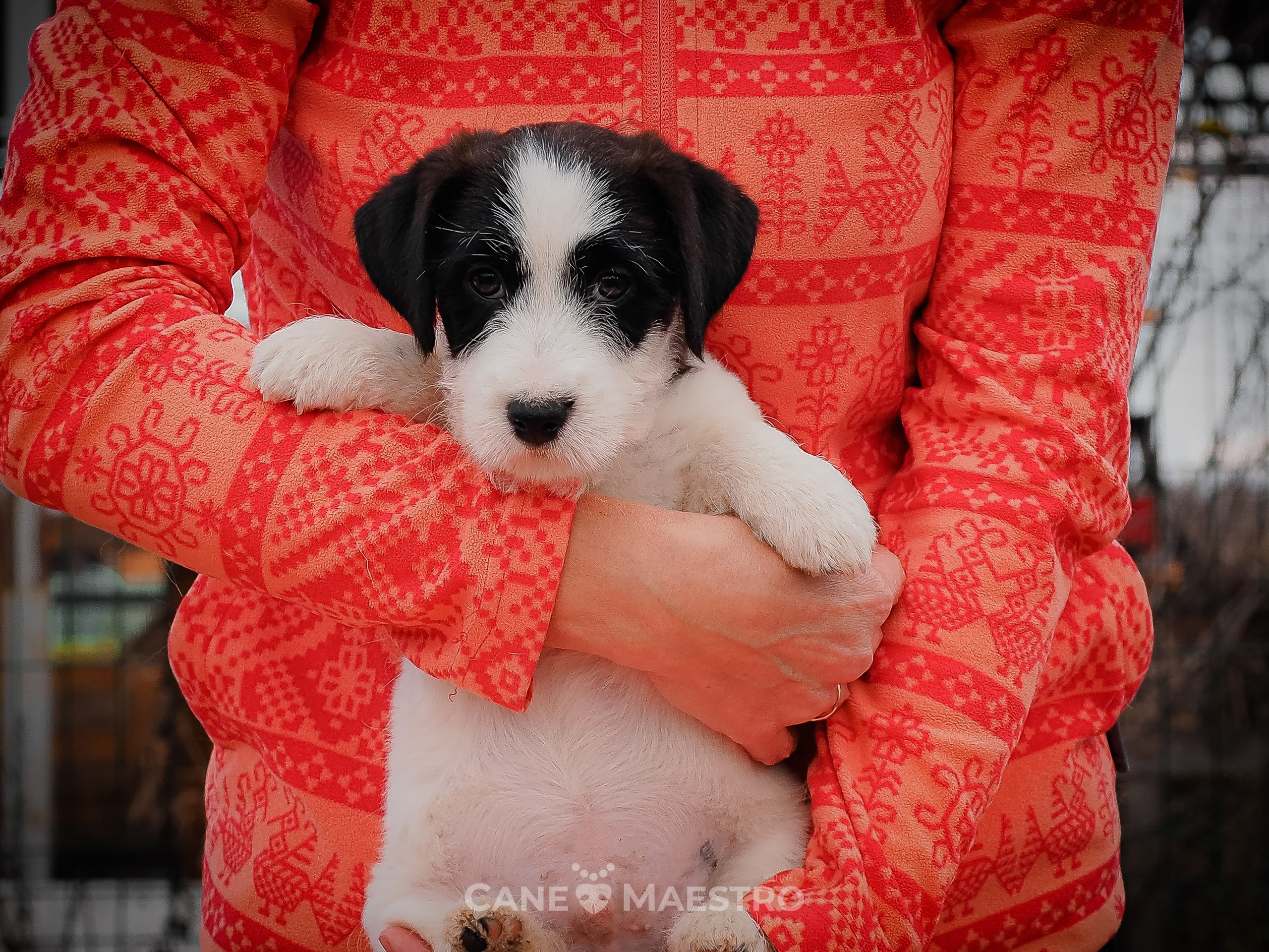 КОБZ_4_ЧБ_27_08_25. КАНЕ МАЭСТРО — питомник Джек рассел терьеров