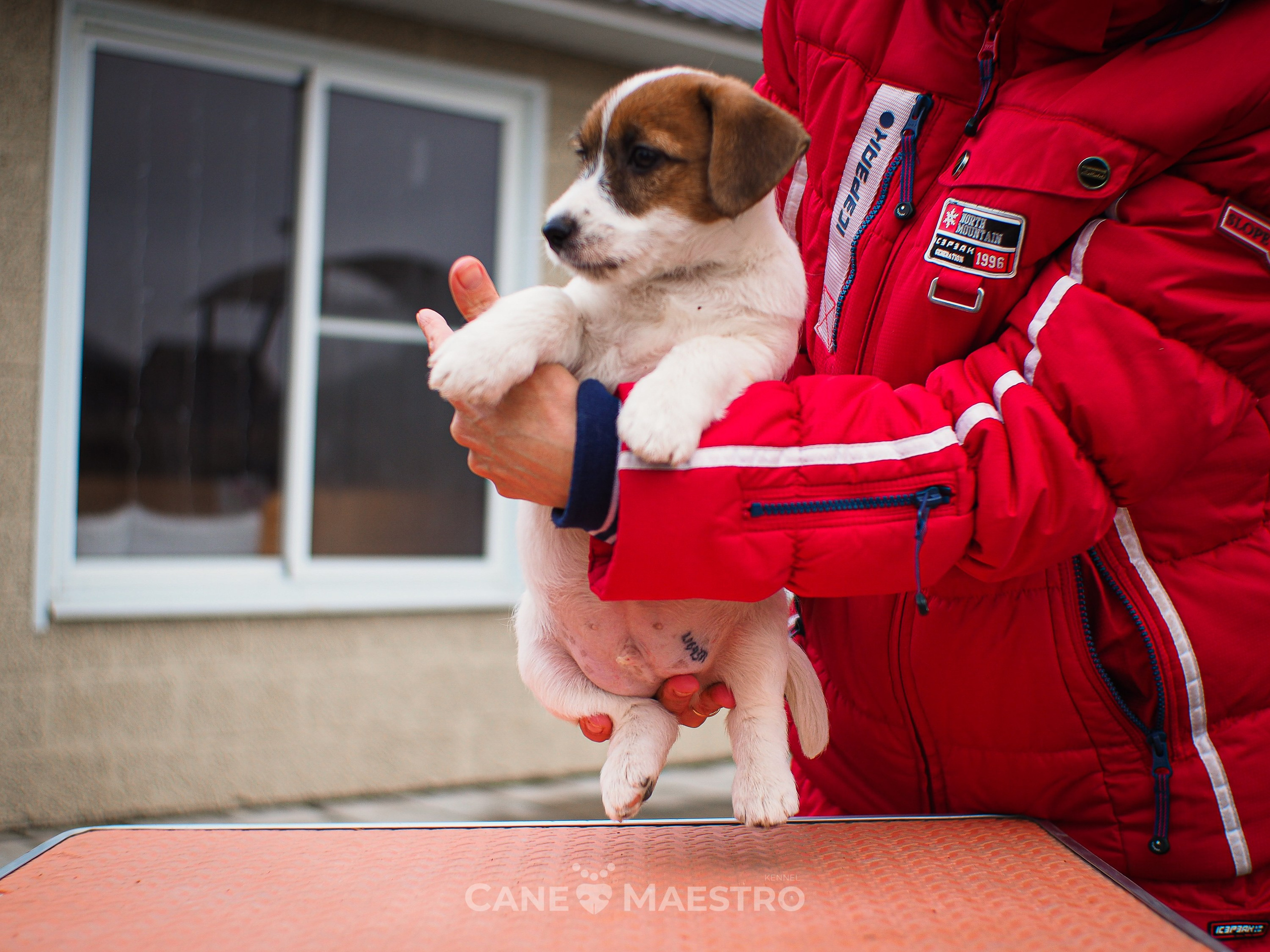 3КОБЛ_СНЕГОВИК. CANE MAESTRO — kennel Jack Russell Terrier