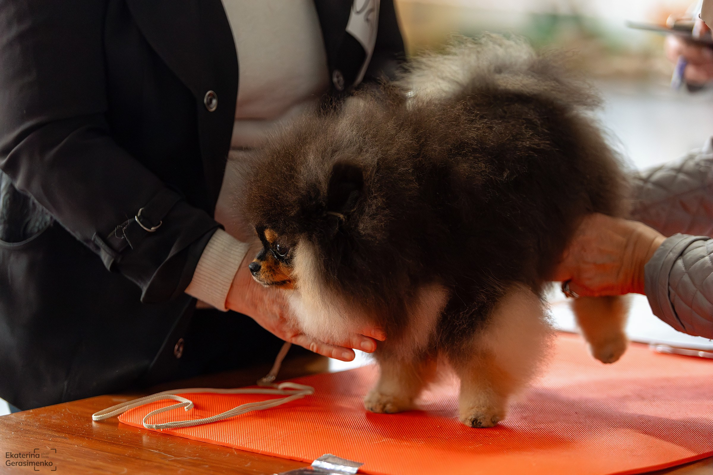 23 ноября 2024, Выставка РКФ, г. Пермь. Htykk_photo