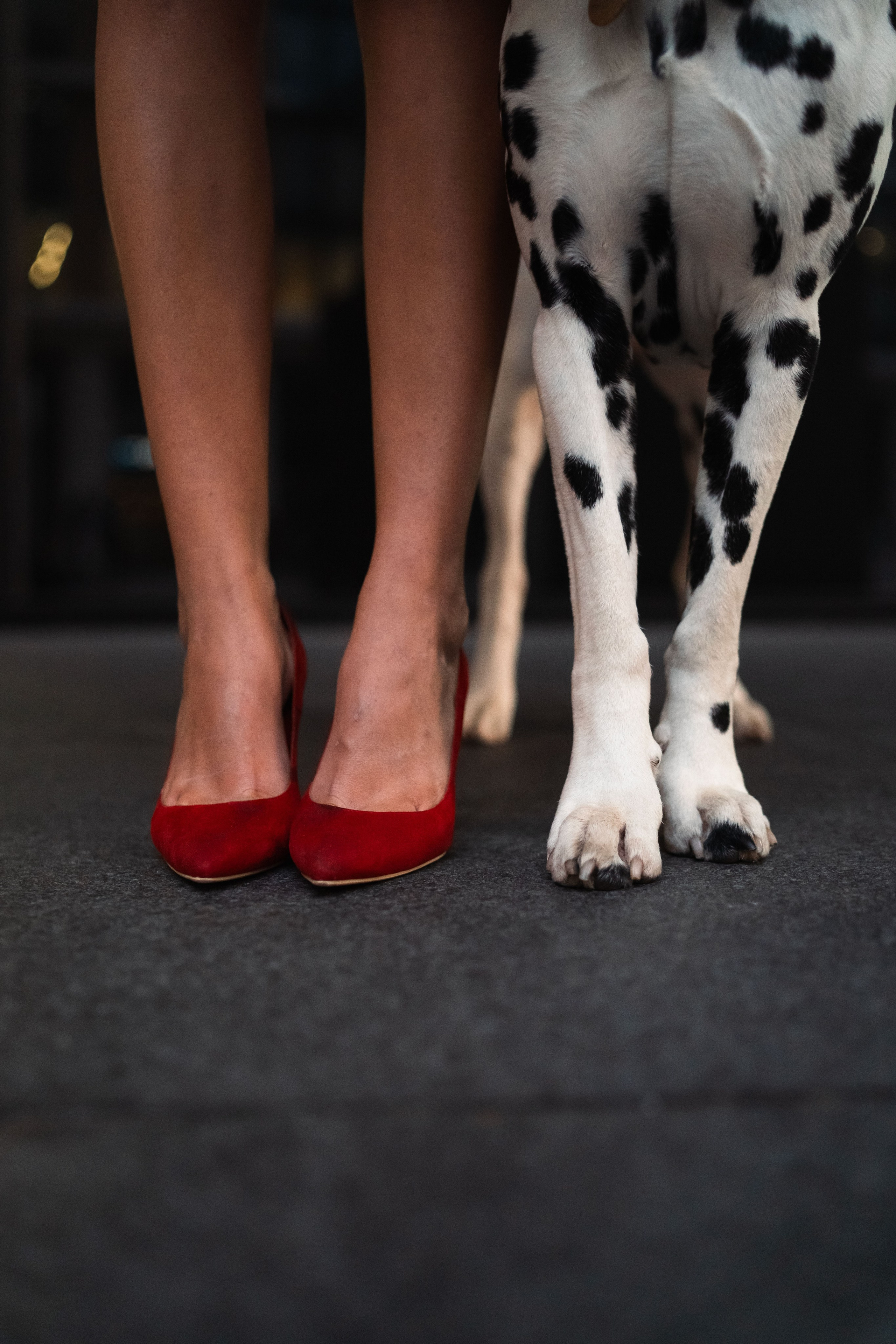 1 Далматин. Фотограф анималист