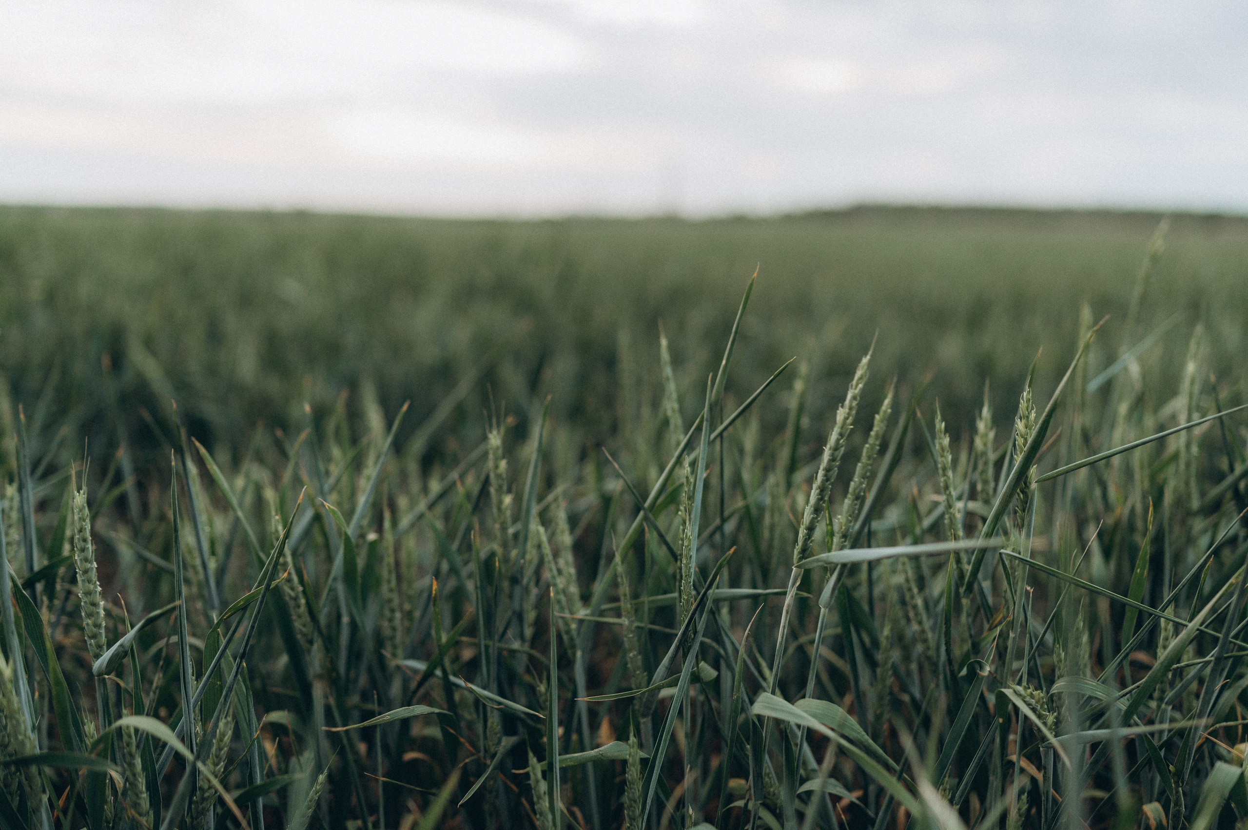 Семейная фотосессия с авто. Семейный фотограф Ростов-на-Дону Татьяна Соколова
