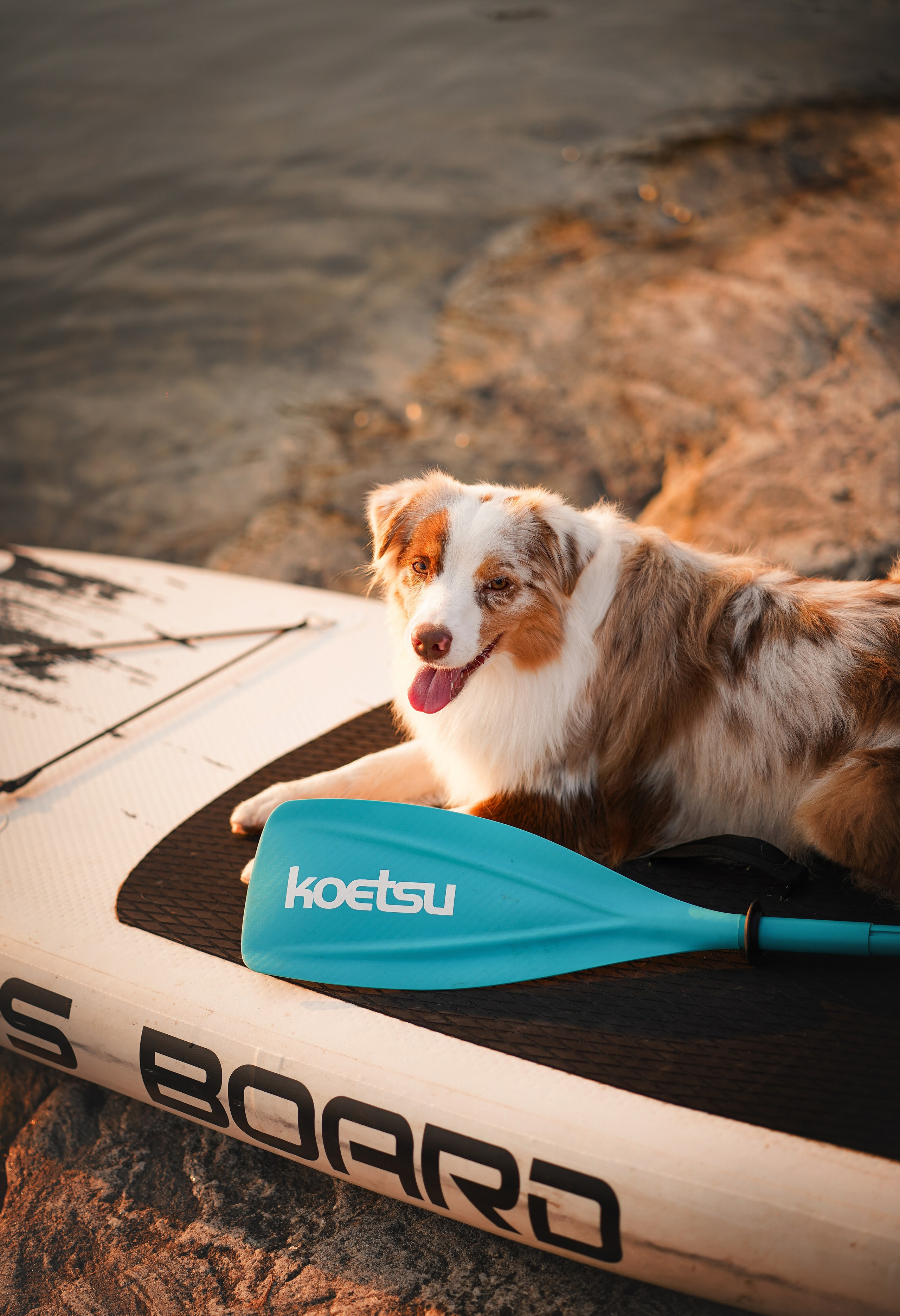 Панда SUP. Фотограф-анималист в Санкт-Петербурге Яна Мартынова