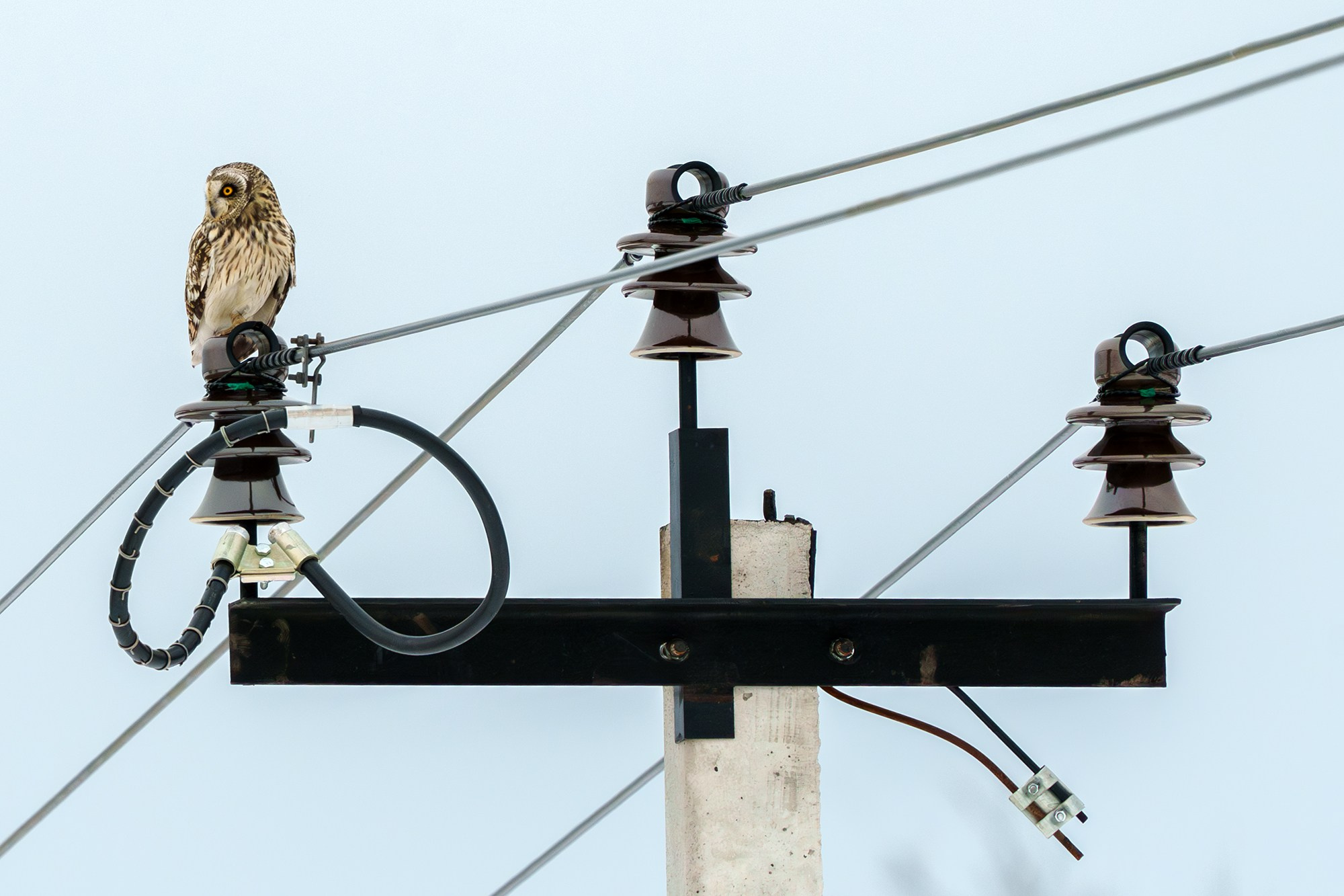 Удивительные мир птиц. Вокруг нас столько прекрасного — присмотритесь!. Ваш личный фотограф Марина Волкова