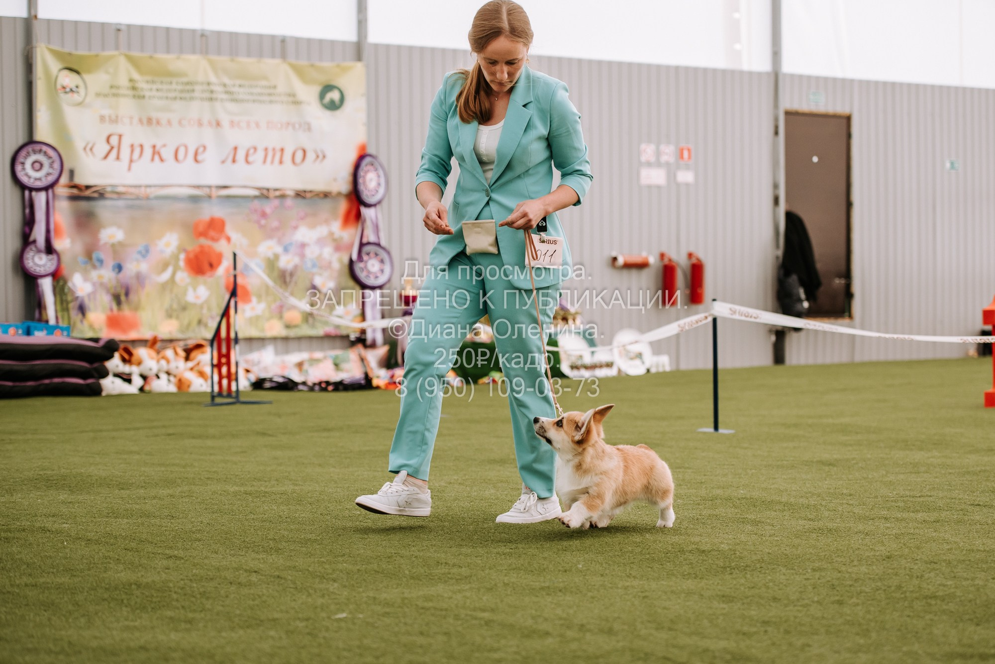 Выставка собак Красноярск 2.06. Фотограф Диана Оленина Красноярск / Братск