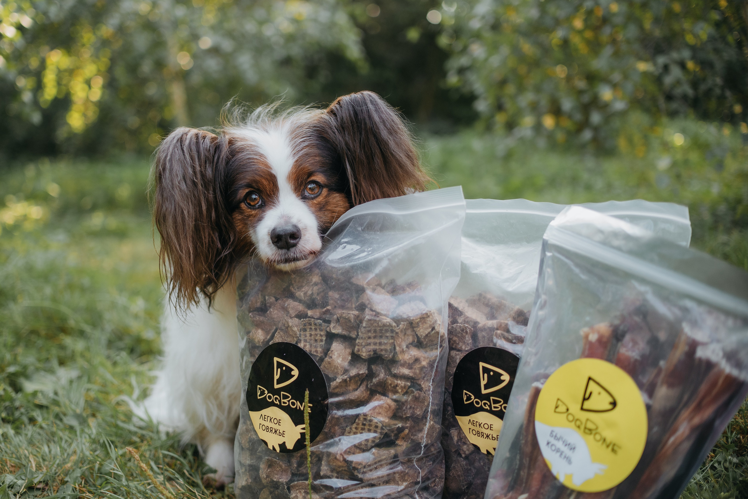 Dog Bone контент. Фотограф-анималист Валерия, Москва, Мытищи