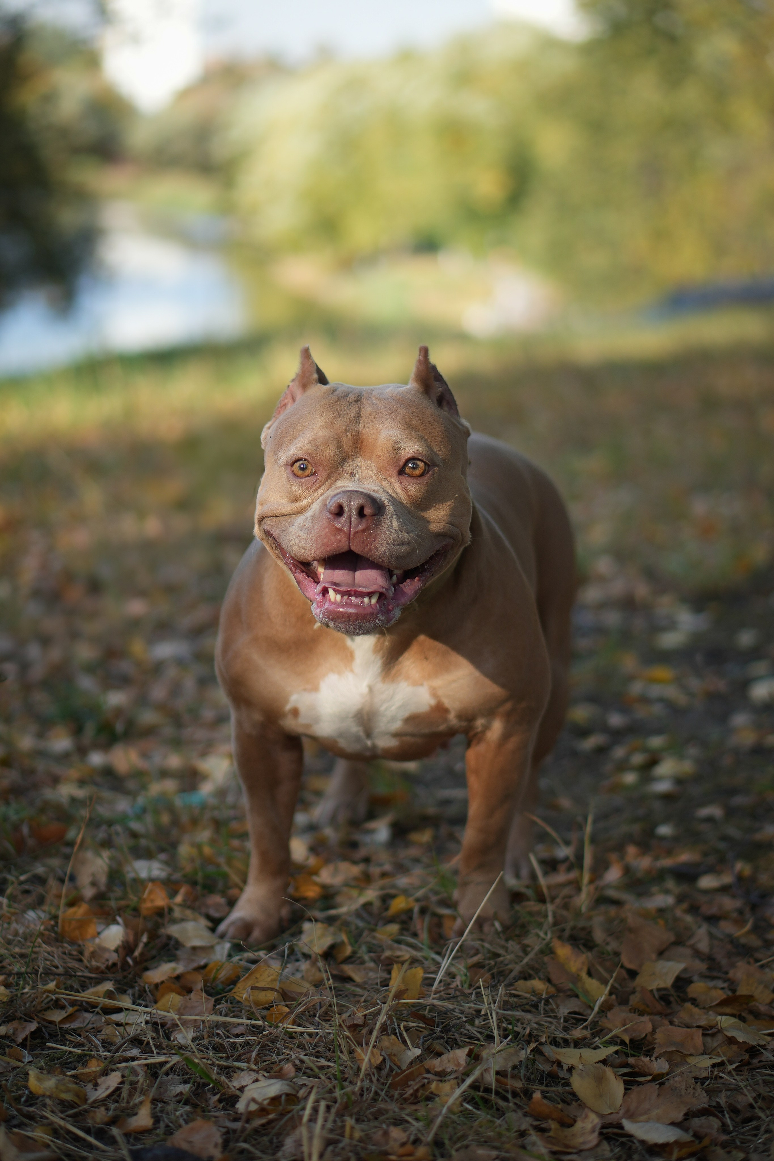 АмБулли Адель. Фотограф-анималист Асадова