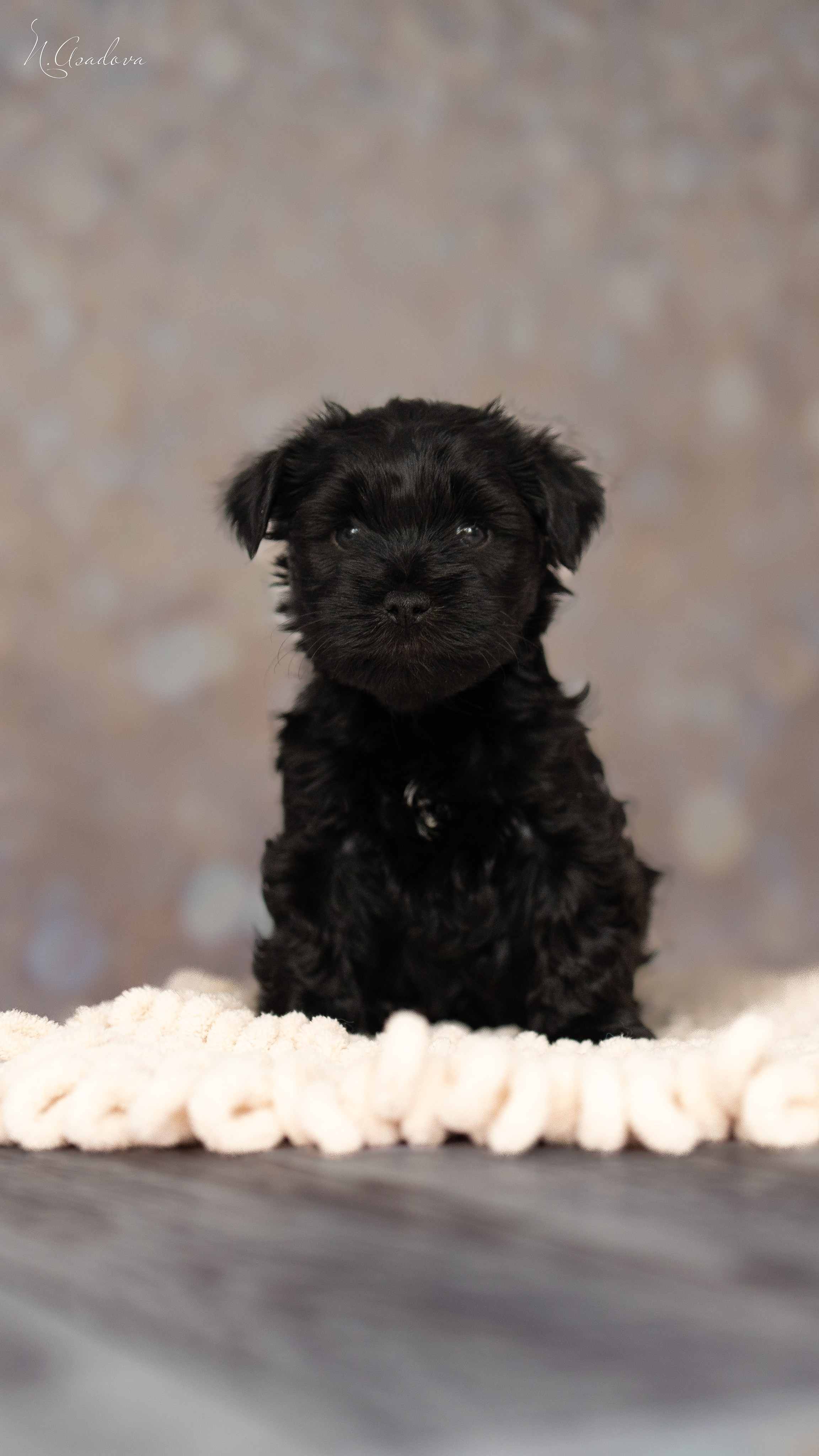 Тибетские терьеры 1мес. Фотограф-анималист Асадова