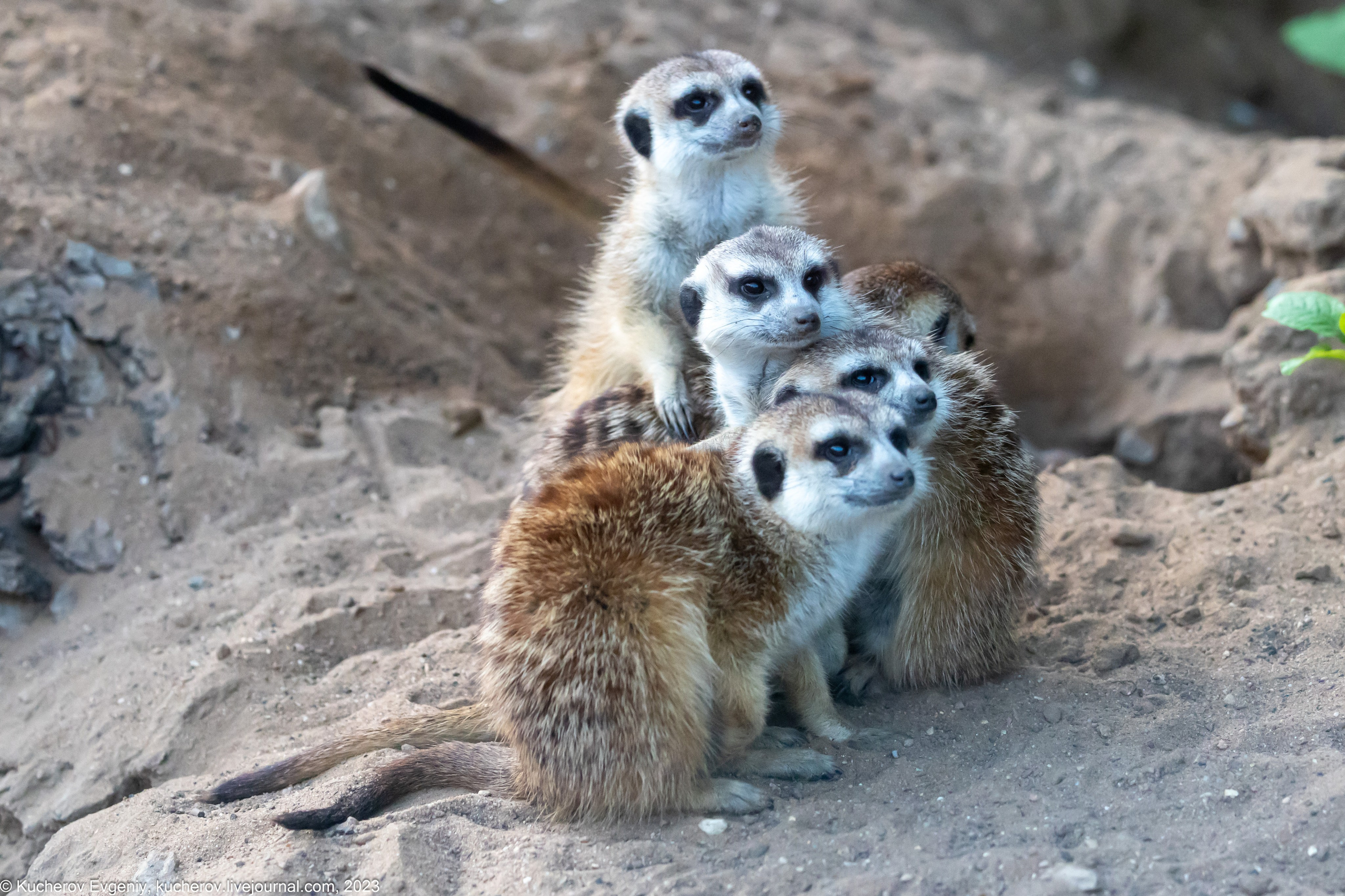 Сурикаты. Кучеров Евгений. Фотограф
