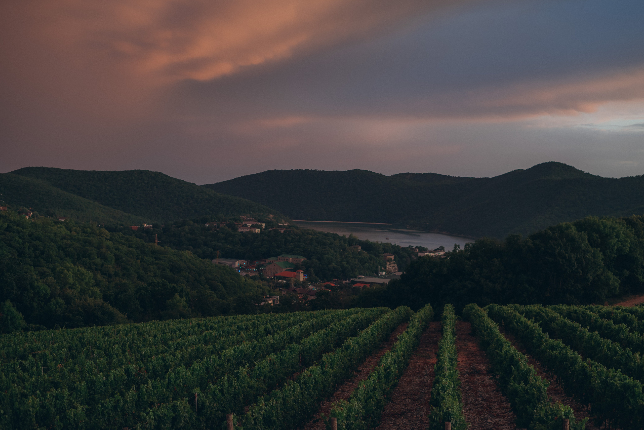 Виноградники. Фотографы Ивановы Краснодарский край