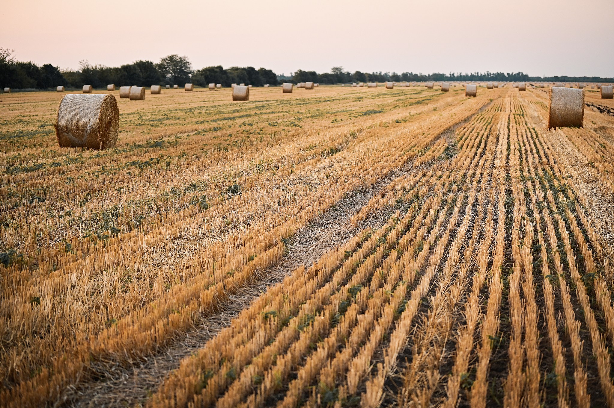 Скошенное поле и стога - летние фото Оксаны Лавренюк