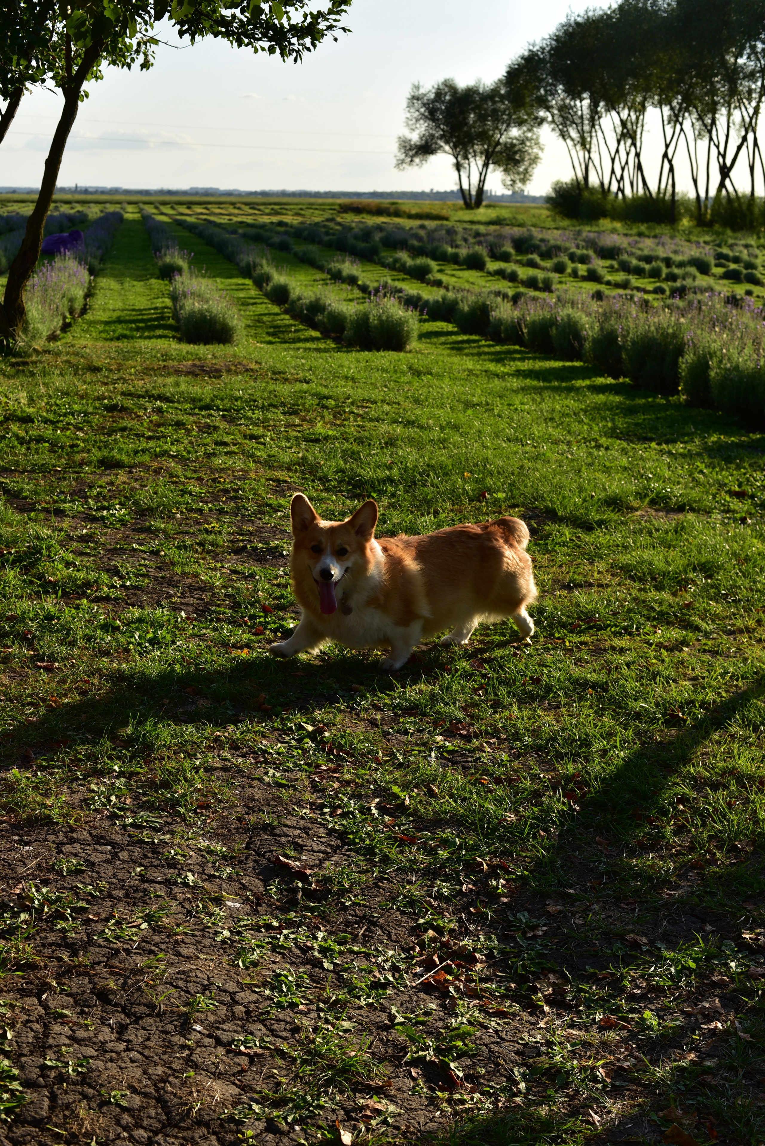Наталья и Владимир. Свадебный и семейный фотограф в Воронеже Ксения Воротникова