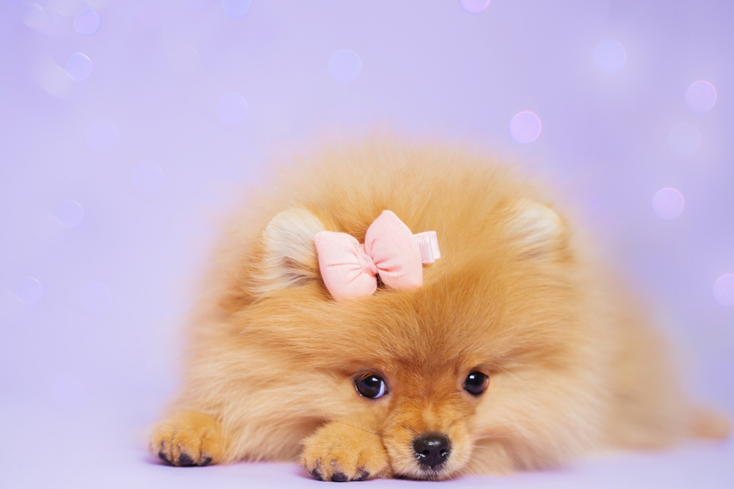 Фотограф-анималист в Красноярске Бец Юлия