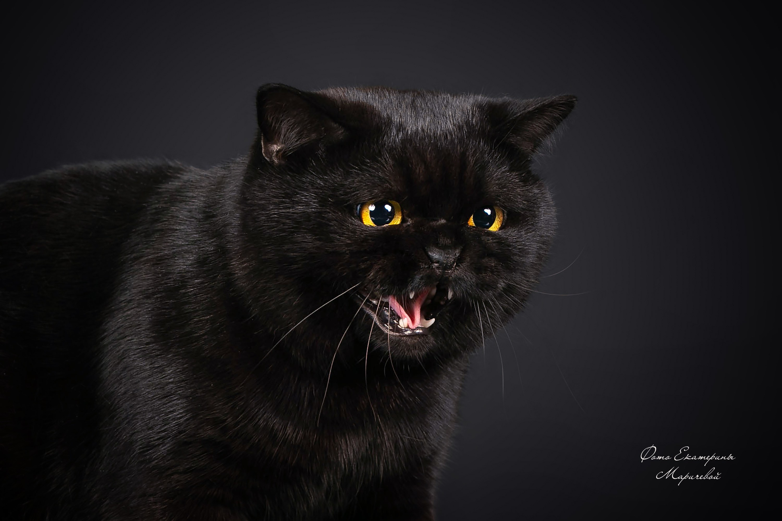 Фоны чёрный, белый, серый. Фотограф-анималист в Омске Екатерина Маричева