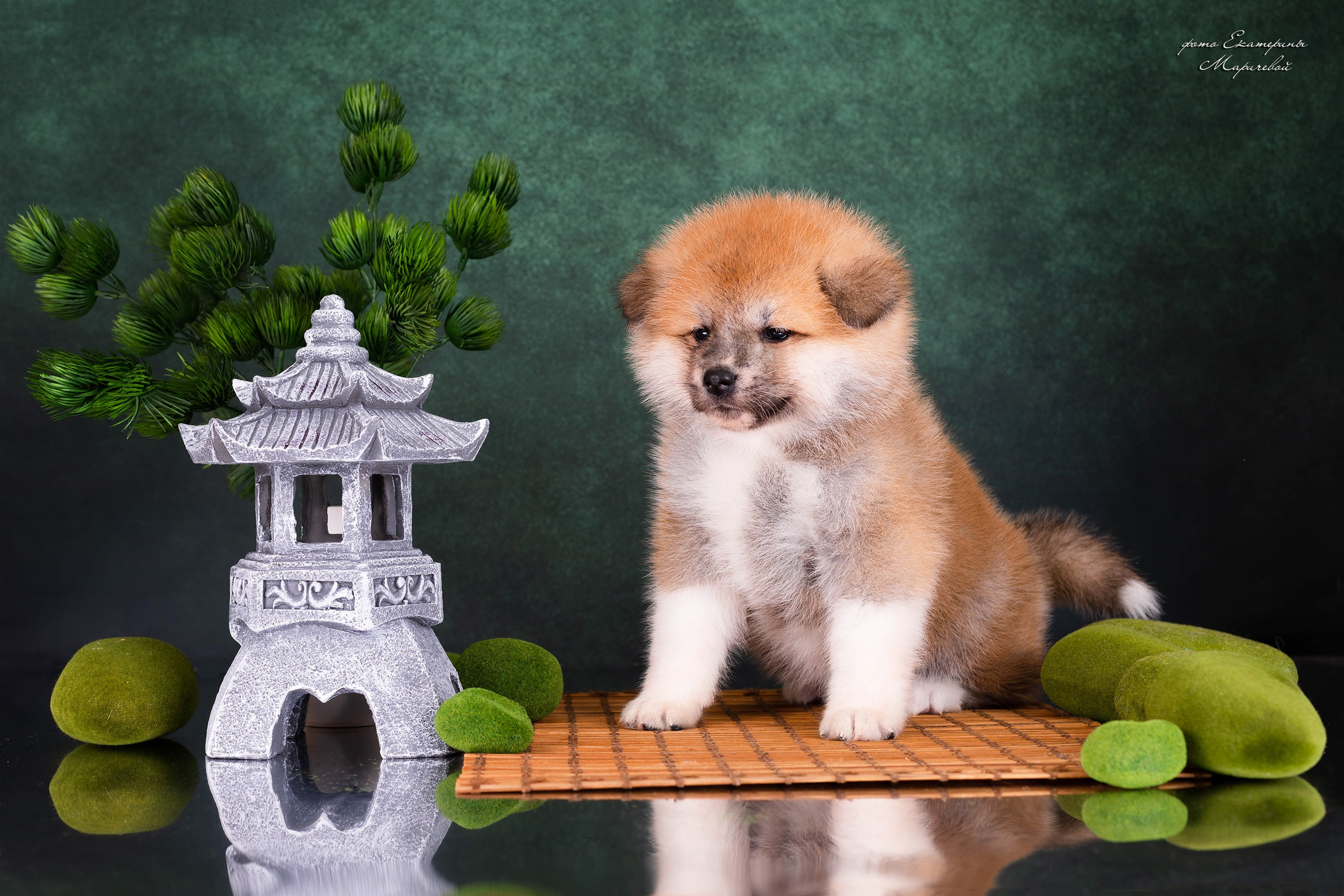 Галерея щенков. Фотограф-анималист в Омске Екатерина Маричева