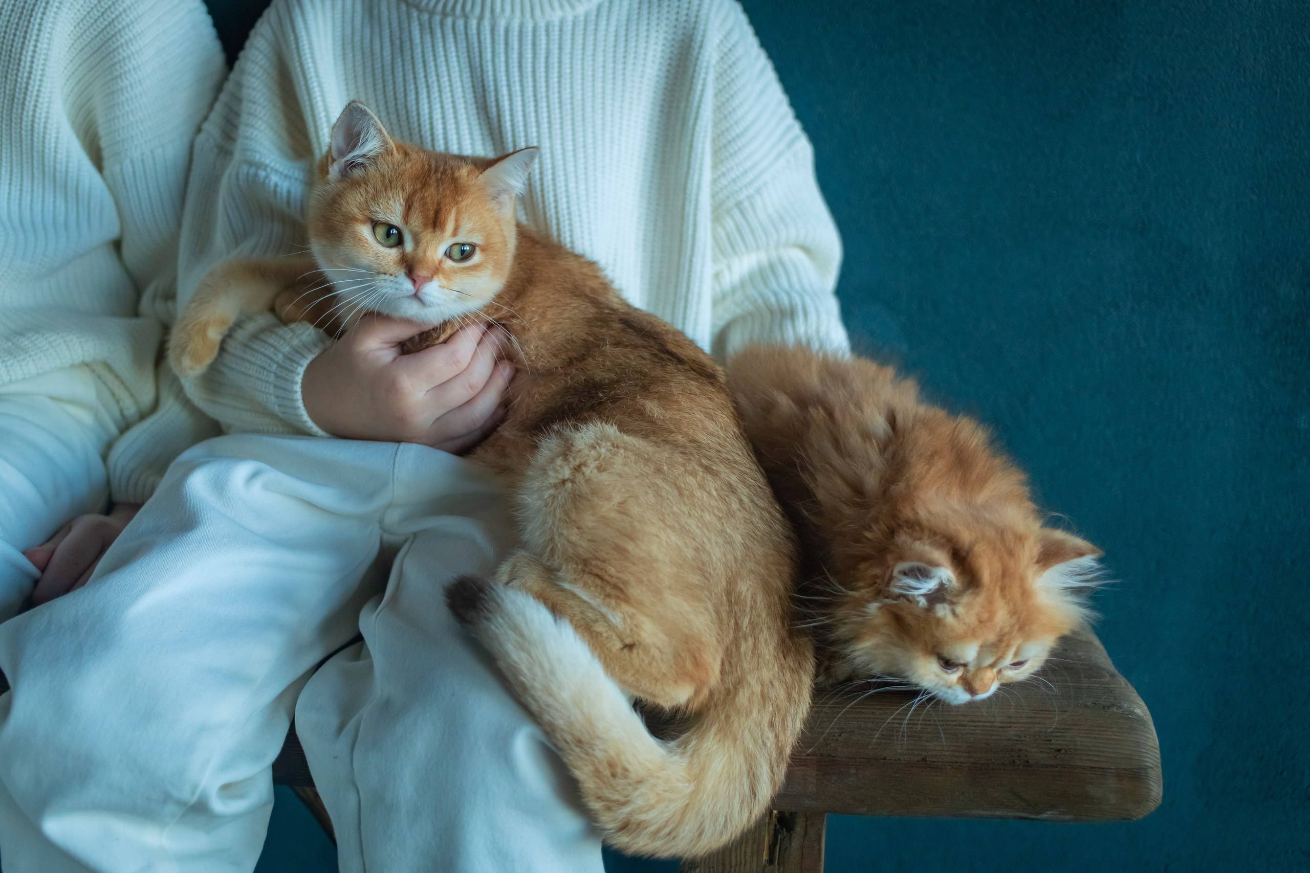 Детская фотосессия с котятками в студии в СПБ