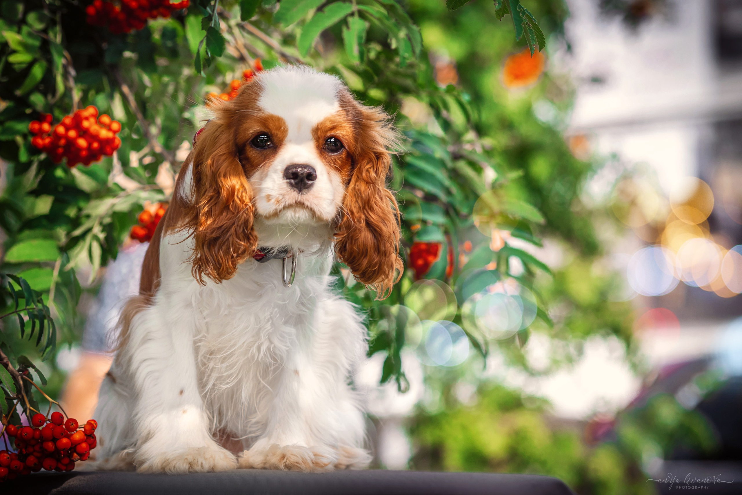 Рябинки. Фотограф анималист Аня Ливанова | Рыбинск