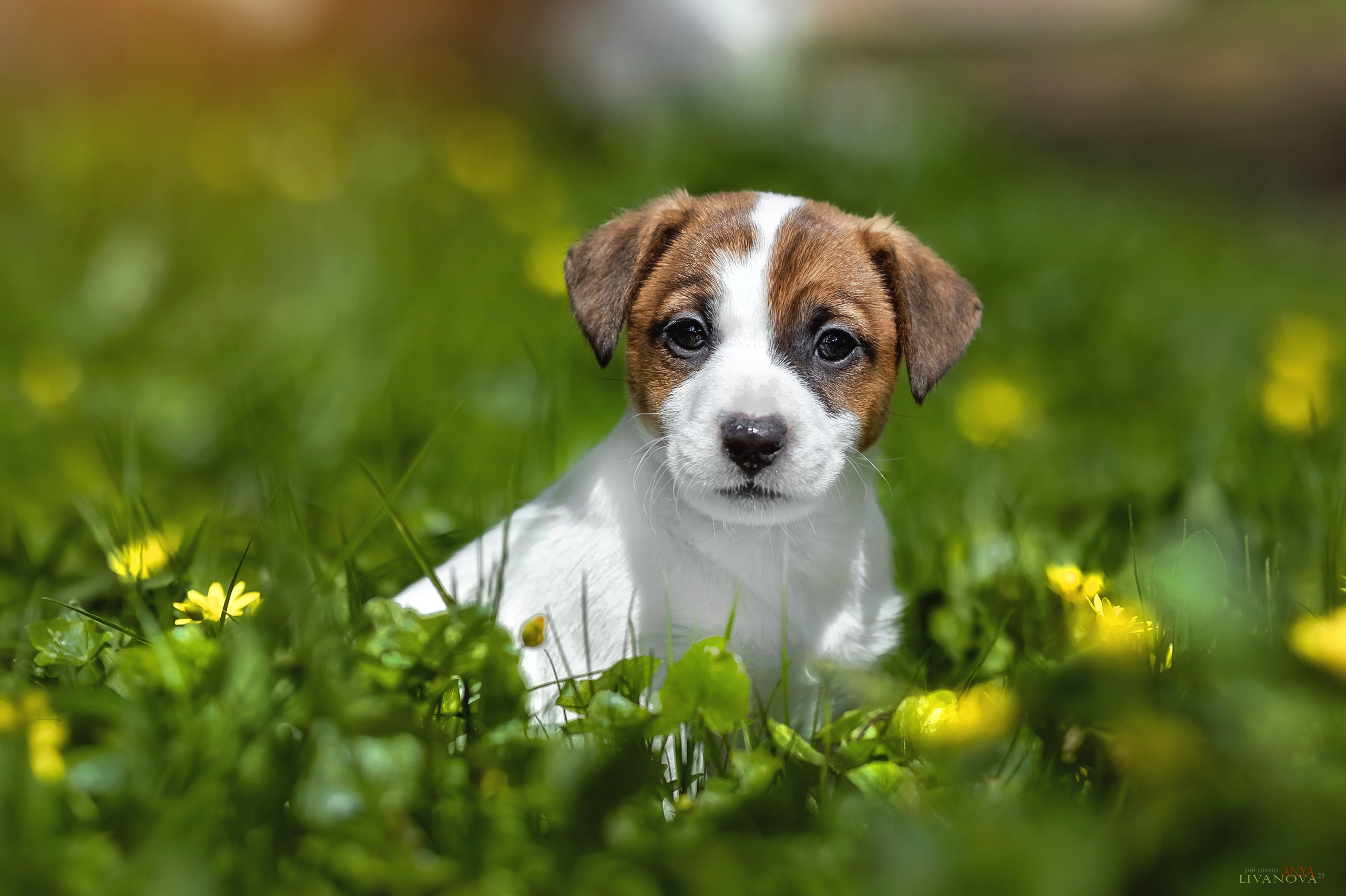 ДРТ. Фотограф анималист Аня Ливанова | Рыбинск