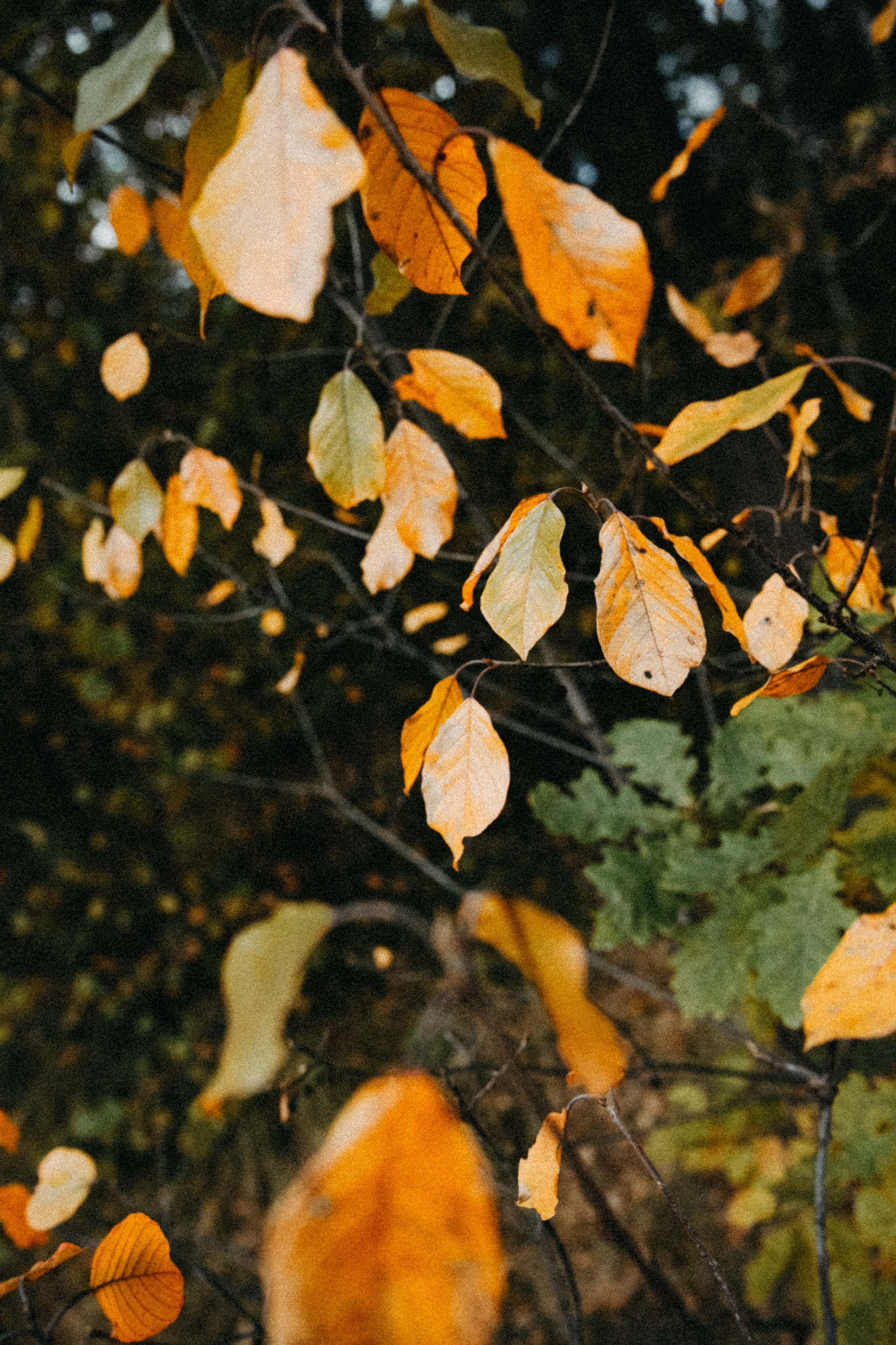 Осень 2025. Фотограф из Москвы — DASHA NOVA | Авторская фотография в разных жанрах