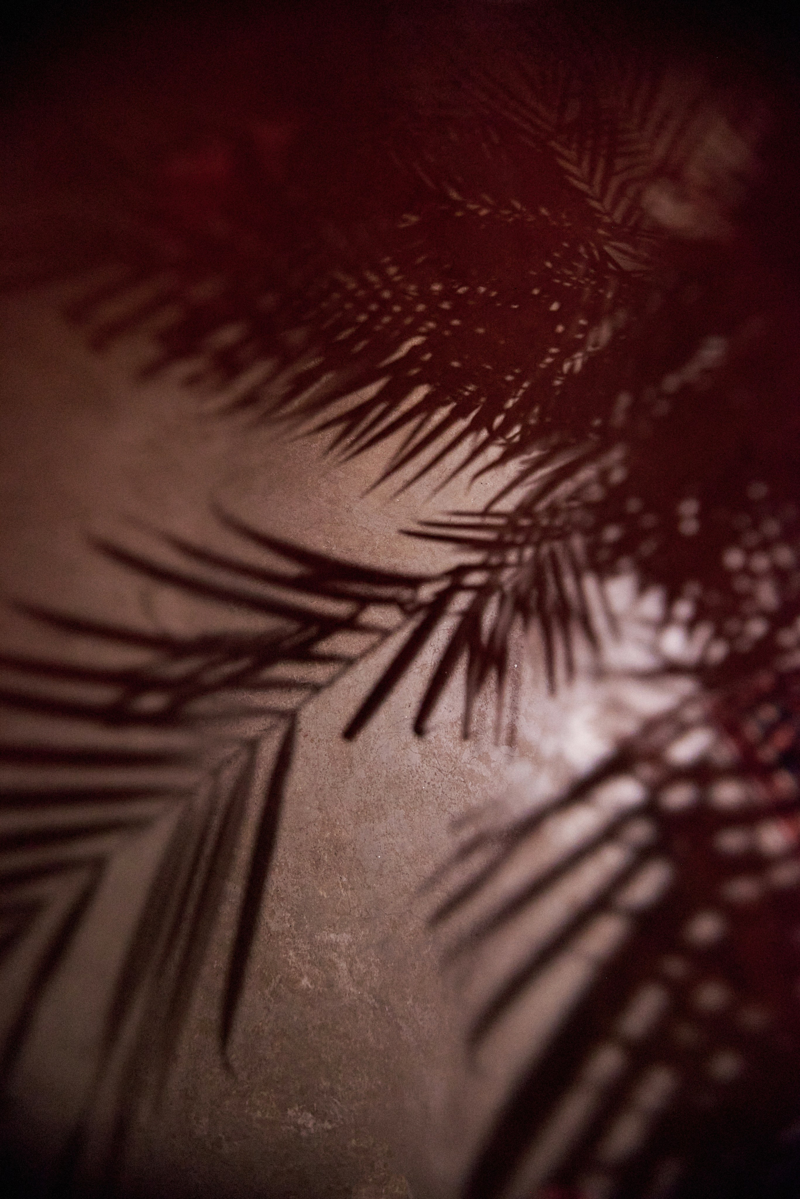 DAO. Свадебный фотограф Юлия Гусева