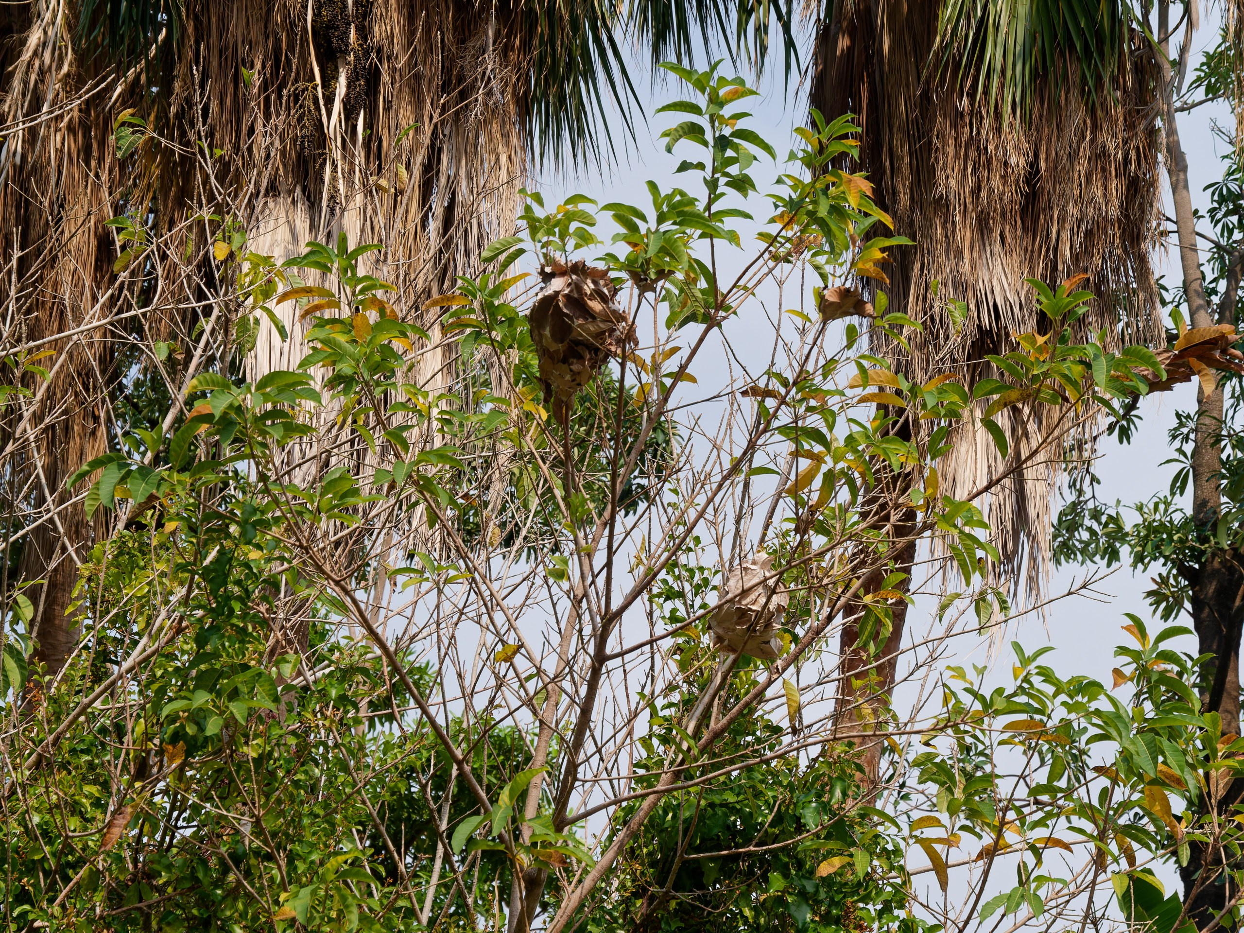 Хайнань 2026, флора, цветы и деревья. Фотопрогулки по Миру