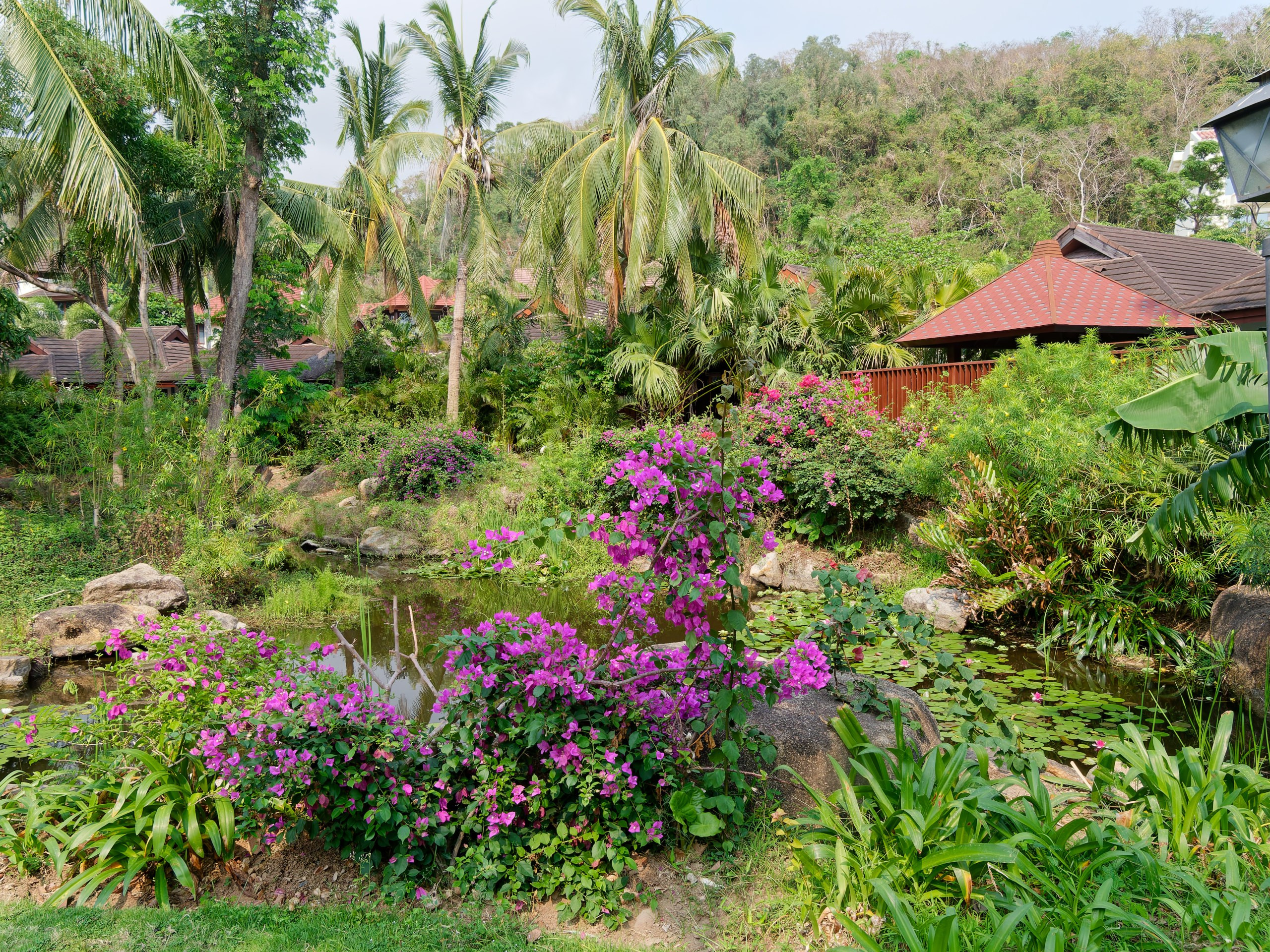 Хайнань 2026, флора, цветы и деревья. Фотопрогулки по Миру
