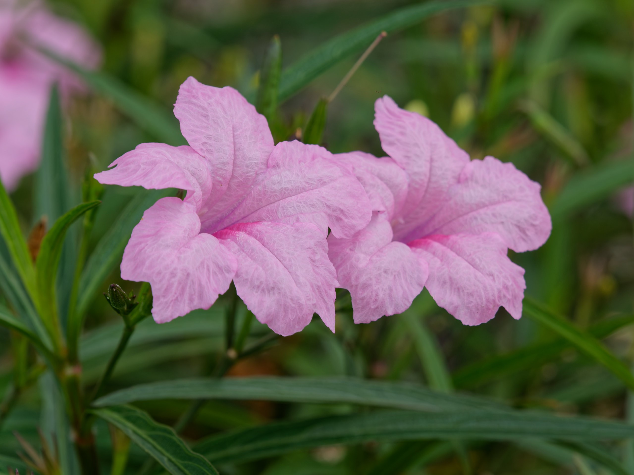 Хайнань 2026, флора, цветы и деревья. Фотопрогулки по Миру