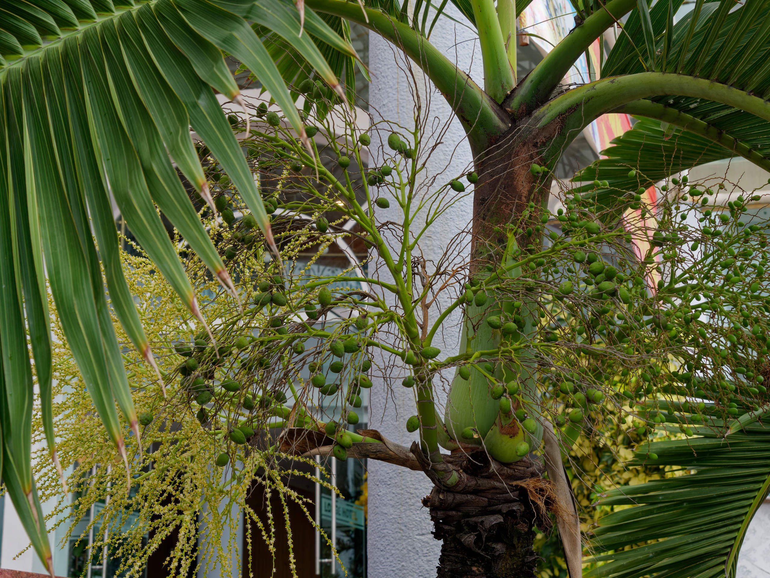 Нячанг 2025 (4). Избранные фотографии