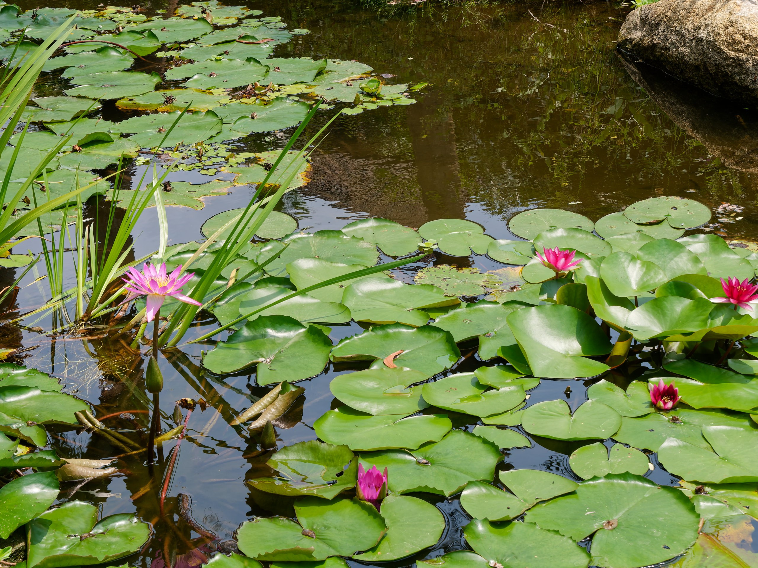 Хайнань 2026, флора, цветы и деревья. Фотопрогулки по Миру