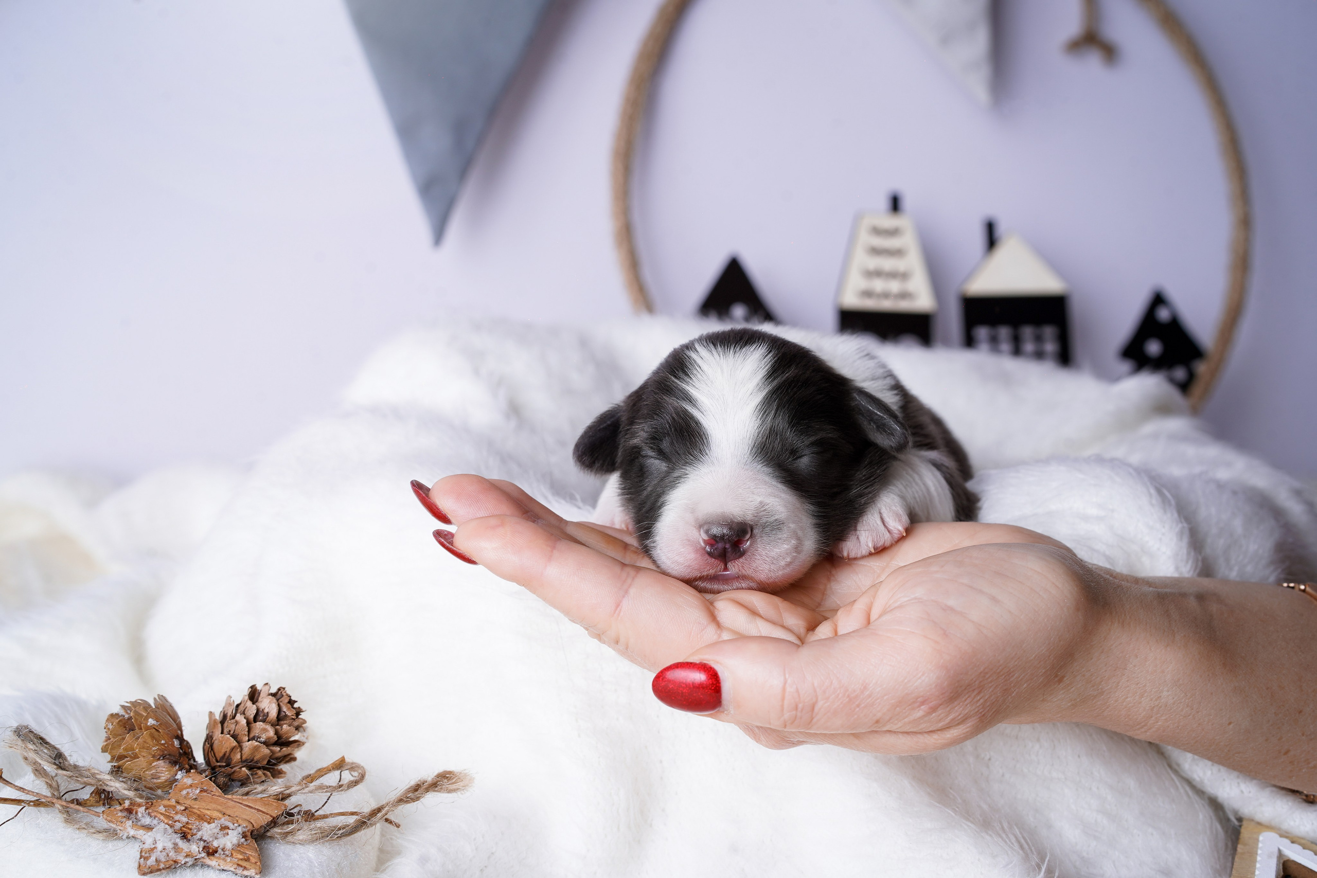 Щенки австралийской овчарки. Фотограф-анималист в Санкт-Петербурге Яна Мартынова