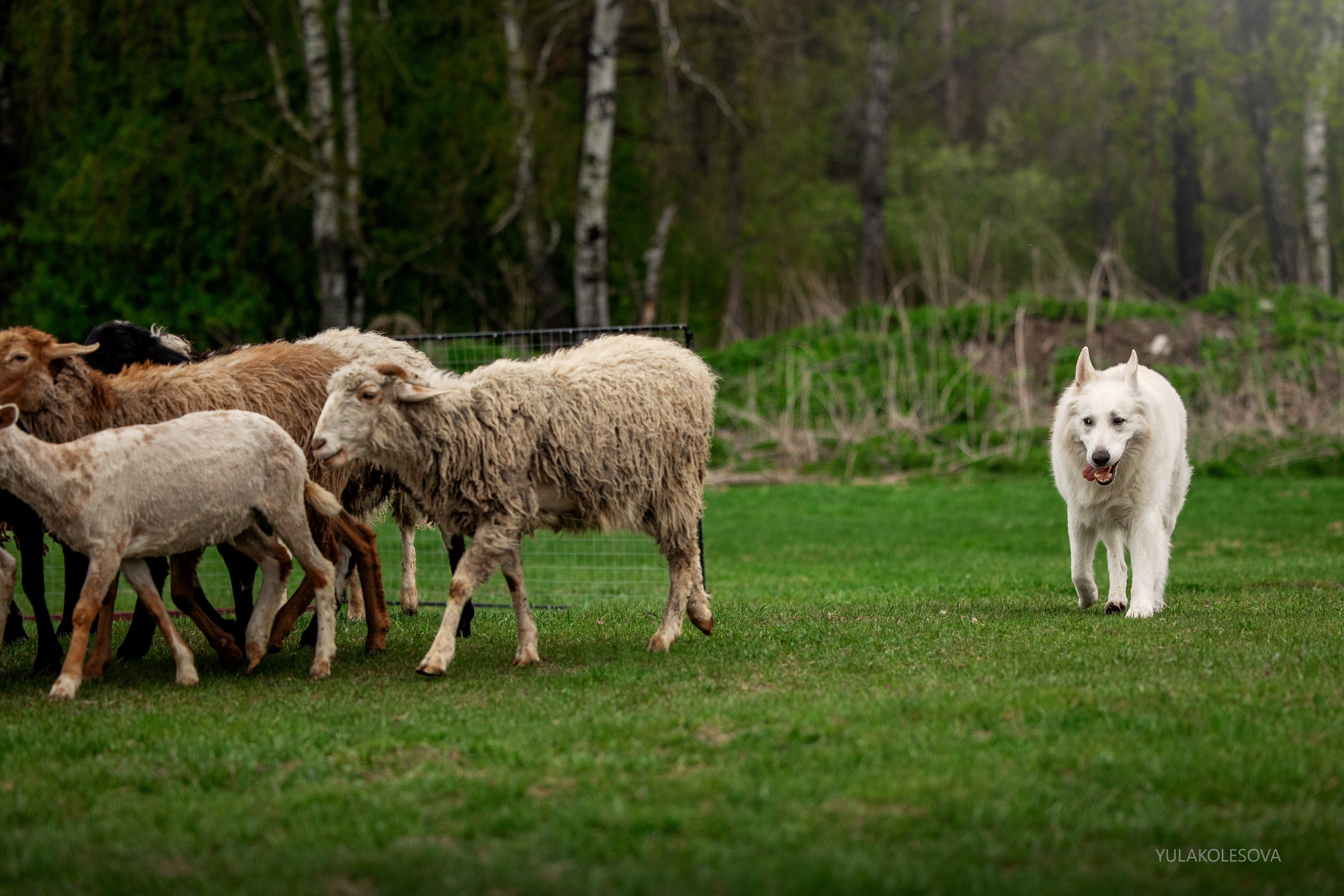 Отзывы. YULA KOLESOVA | Фотограф — Анималист | Художник | Тюмень