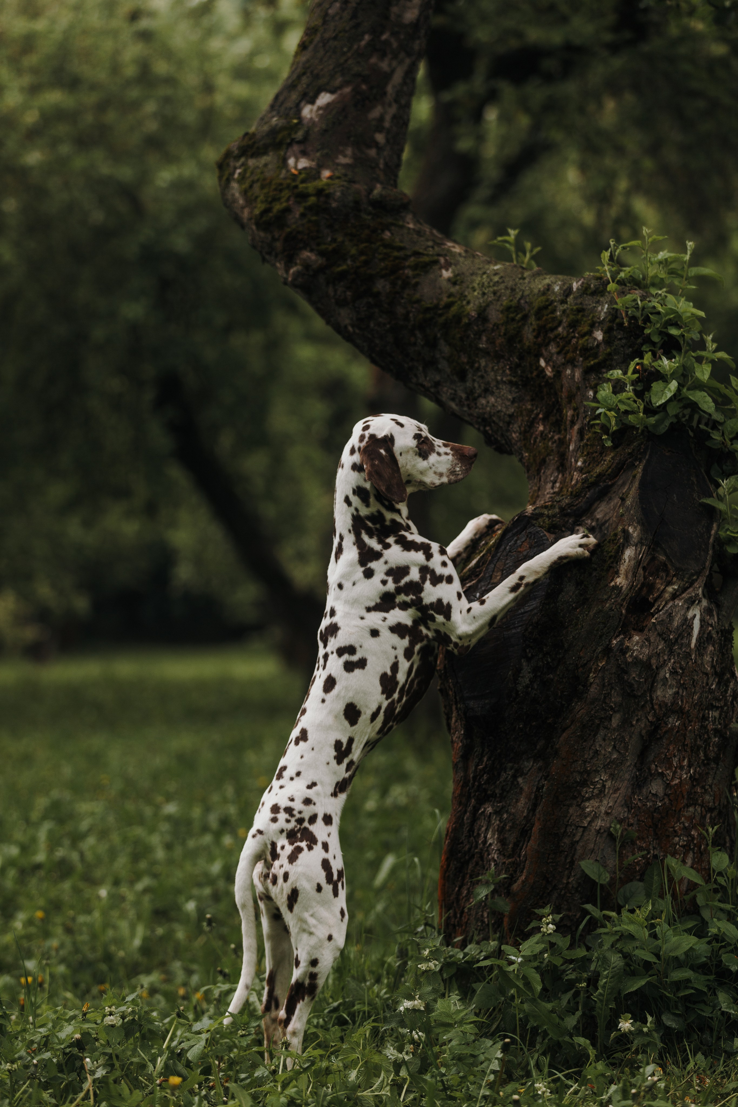 Лили, Уся, Вика и их семья. Фотограф анималист Кристина Карпова, Москва