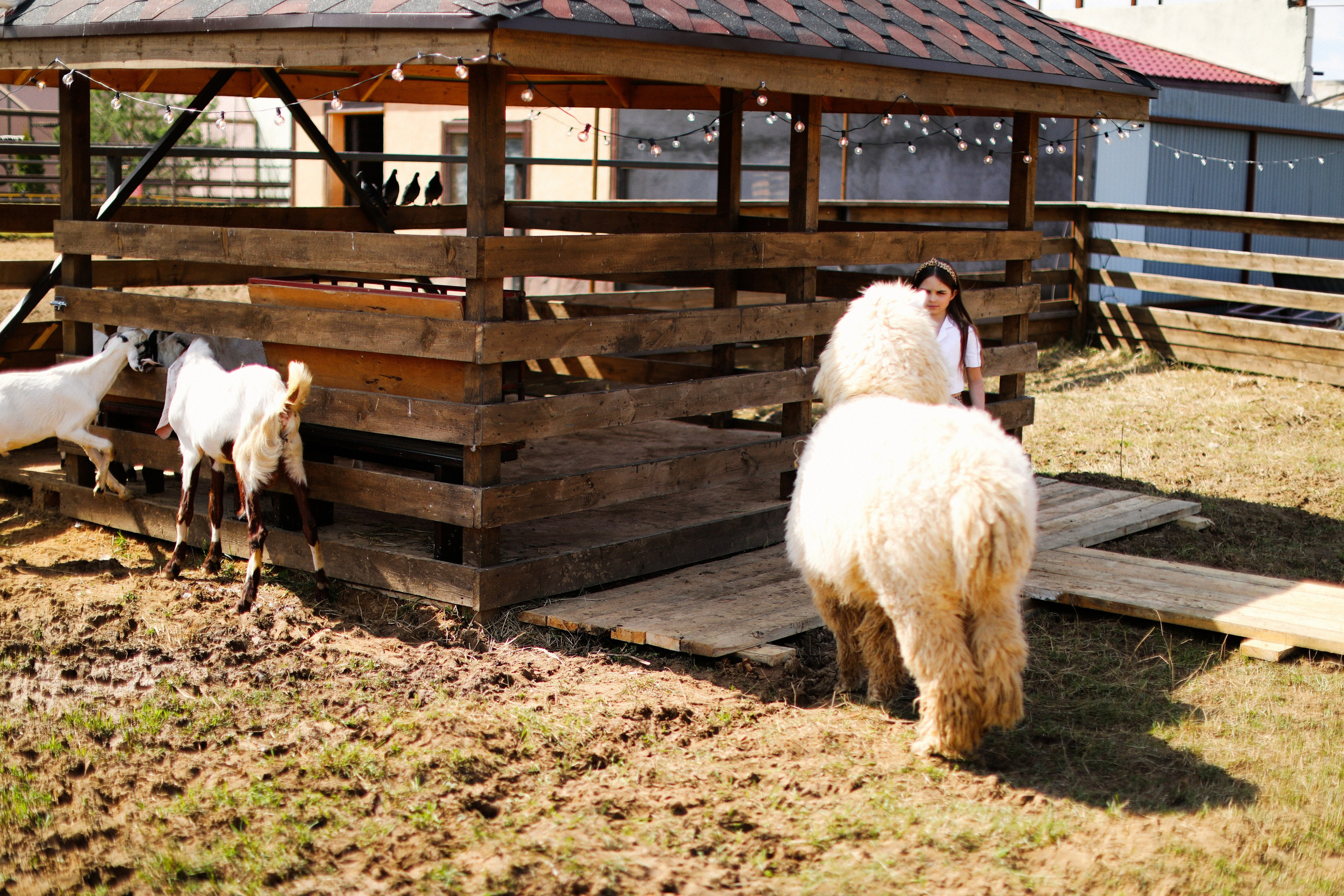 Пойдем обниматься с альпаками. Семейный и детский фотограф Москва