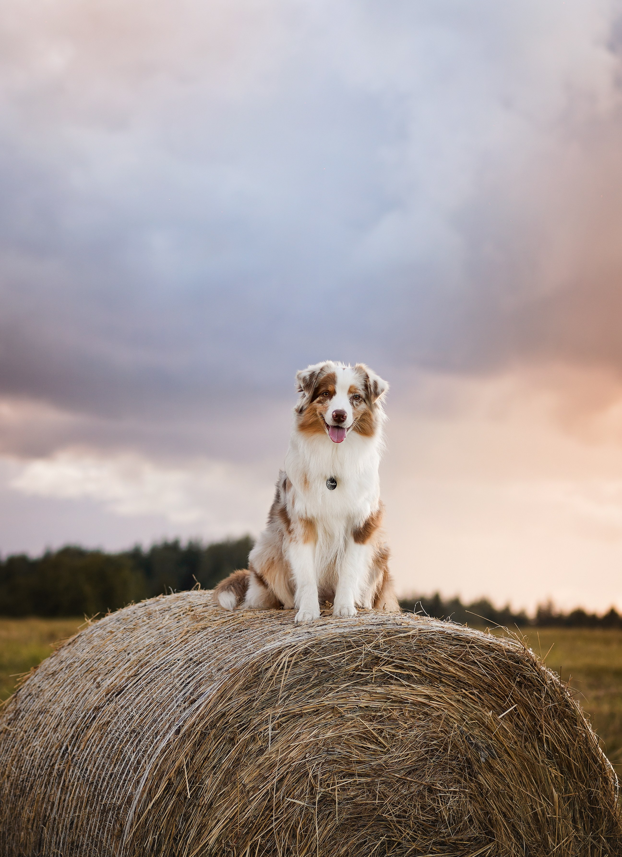 Панда и стога. Фотограф-анималист в Санкт-Петербурге Яна Мартынова