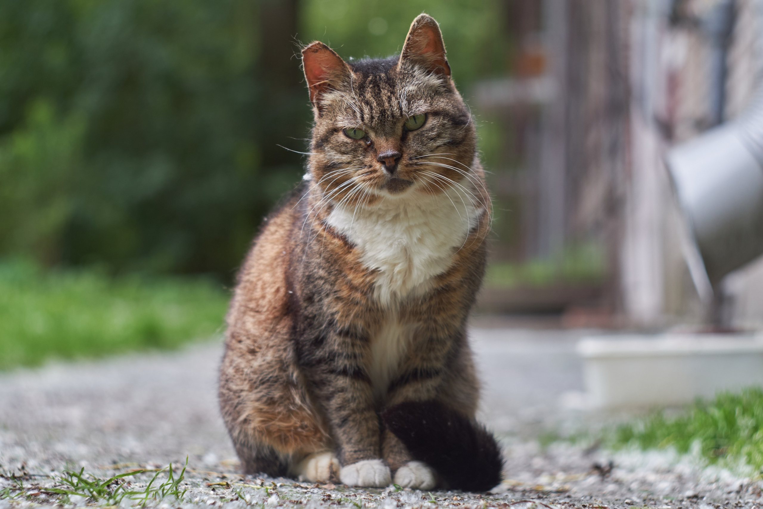 Котики. Фотограф портретный архитектурный лавстори будуар Санкт-Петербург Виктор Иванов
