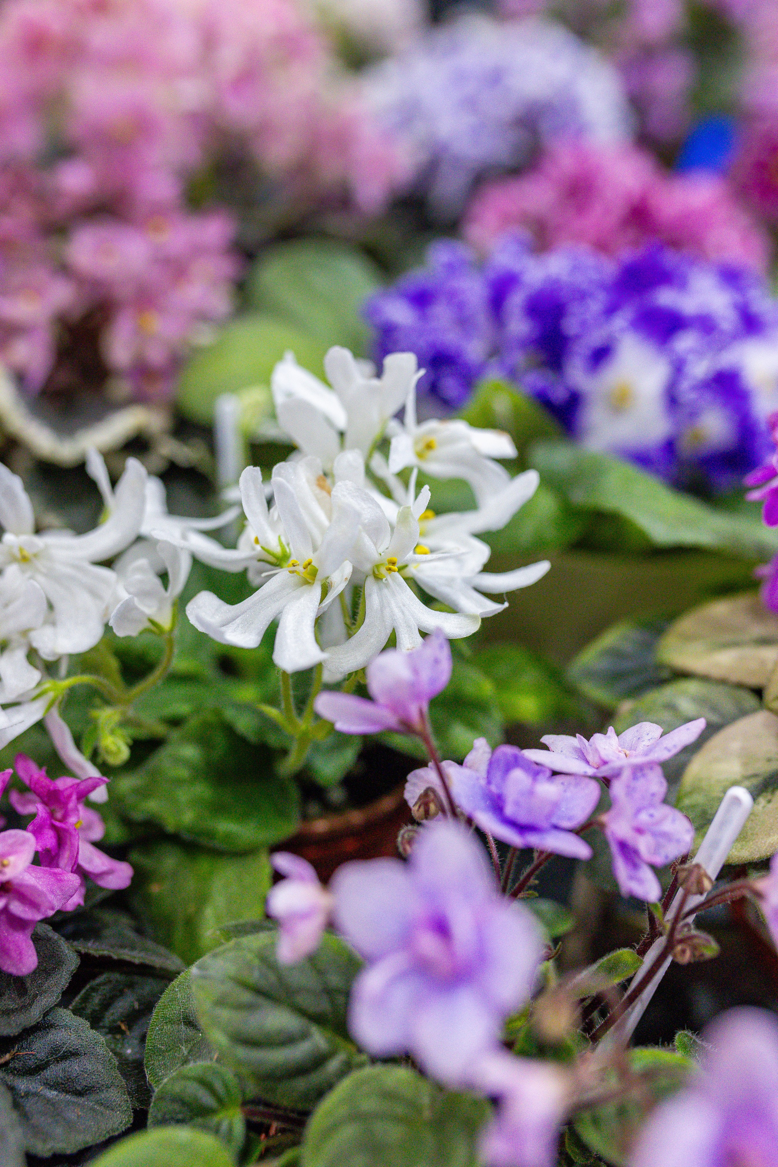 Орхидиум 12.2025. Александра Куликова фотограф, Москва