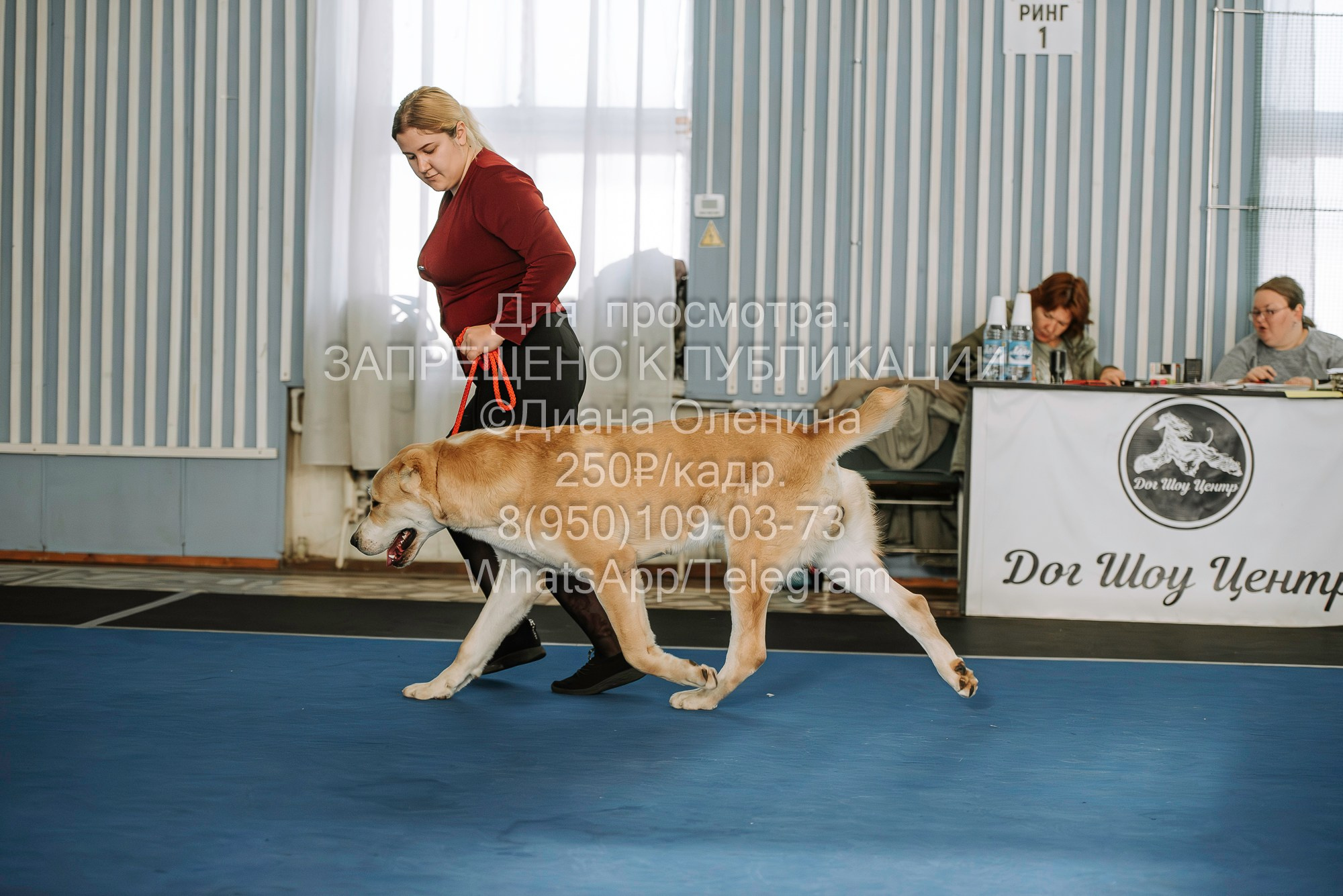 Выставка собак Красноярск 29.10.2023. Фотограф Диана Оленина Красноярск / Братск